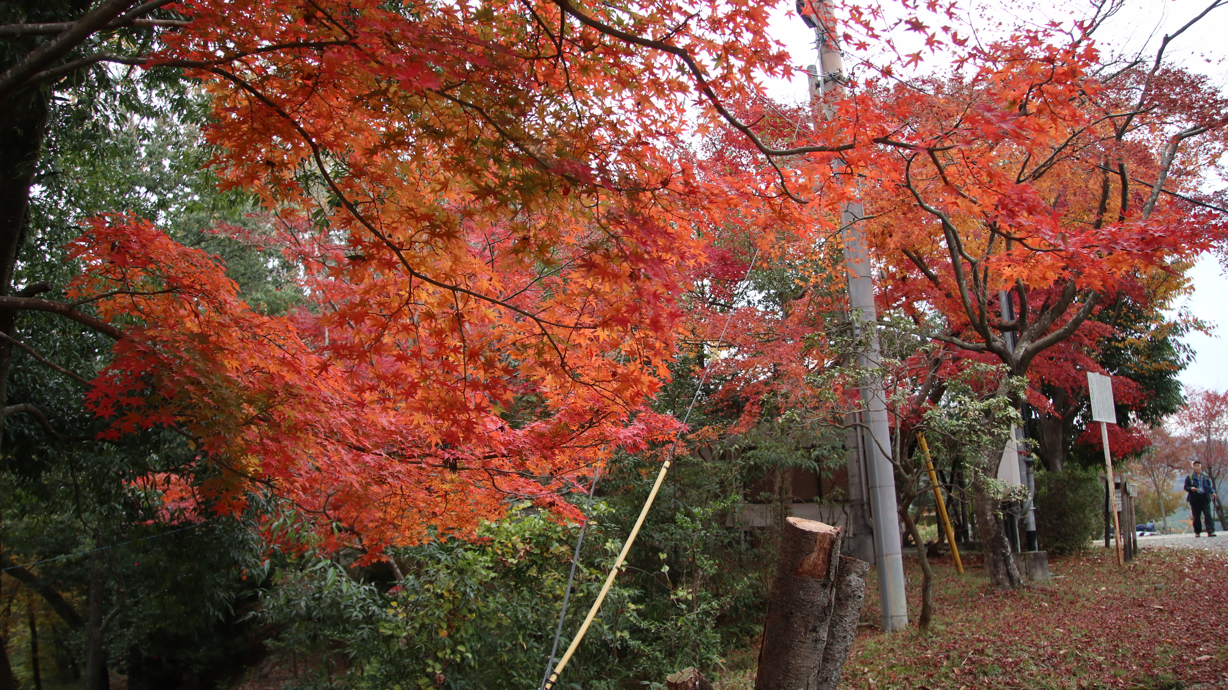 紅葉の摂津峡ハイキング かみやんさんの竜王山 茨木市 阿武山の活動日記 Yamap ヤマップ