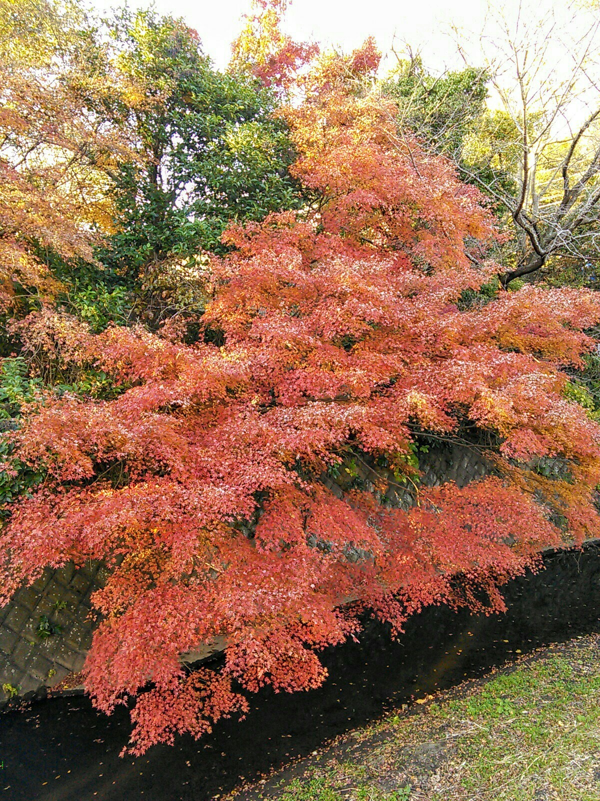 14 5kmｺｰｽ 鎌倉紅葉散策に 獅子舞 巡礼古道 衣張山 なっちゃん さんの鎌倉市の活動データ Yamap ヤマップ