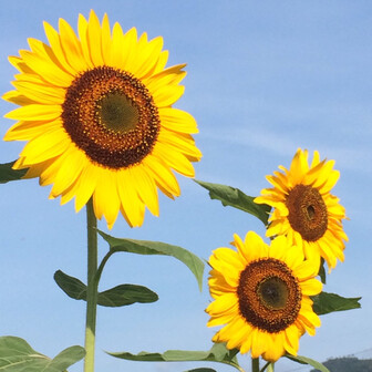 まゆりんのページ Yamap ヤマップ