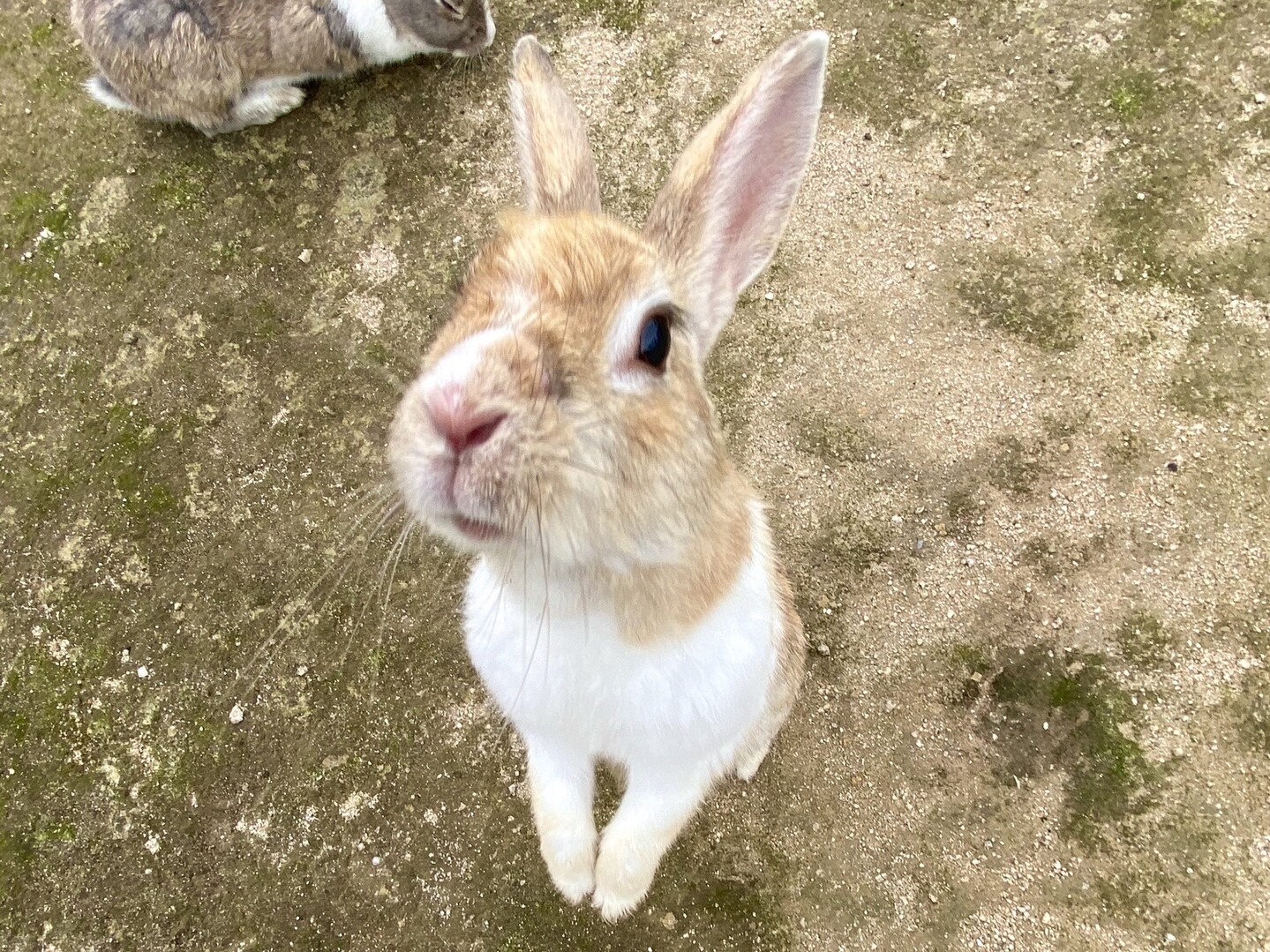 うさぎを助けに大久野島 プリプリp 1グランプリ 07 09 黒滝山 竹原市 白滝山 三原市 の写真6枚目 おねだりの表情 こんな表情されたら無 Yamap ヤマップ