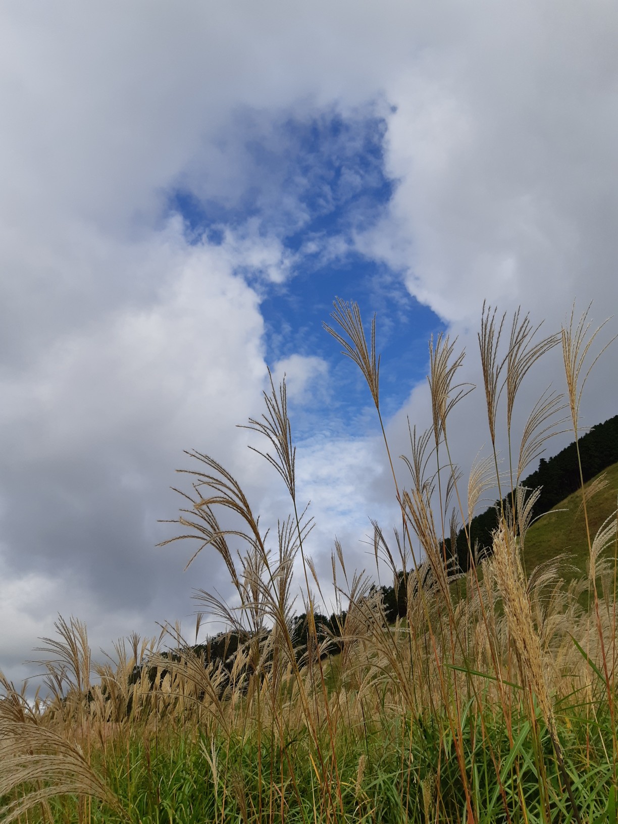 倶留尊山 曽爾高原 天気予報通り すみ男さんの倶留尊山 曽爾高原 古光山の活動データ Yamap ヤマップ