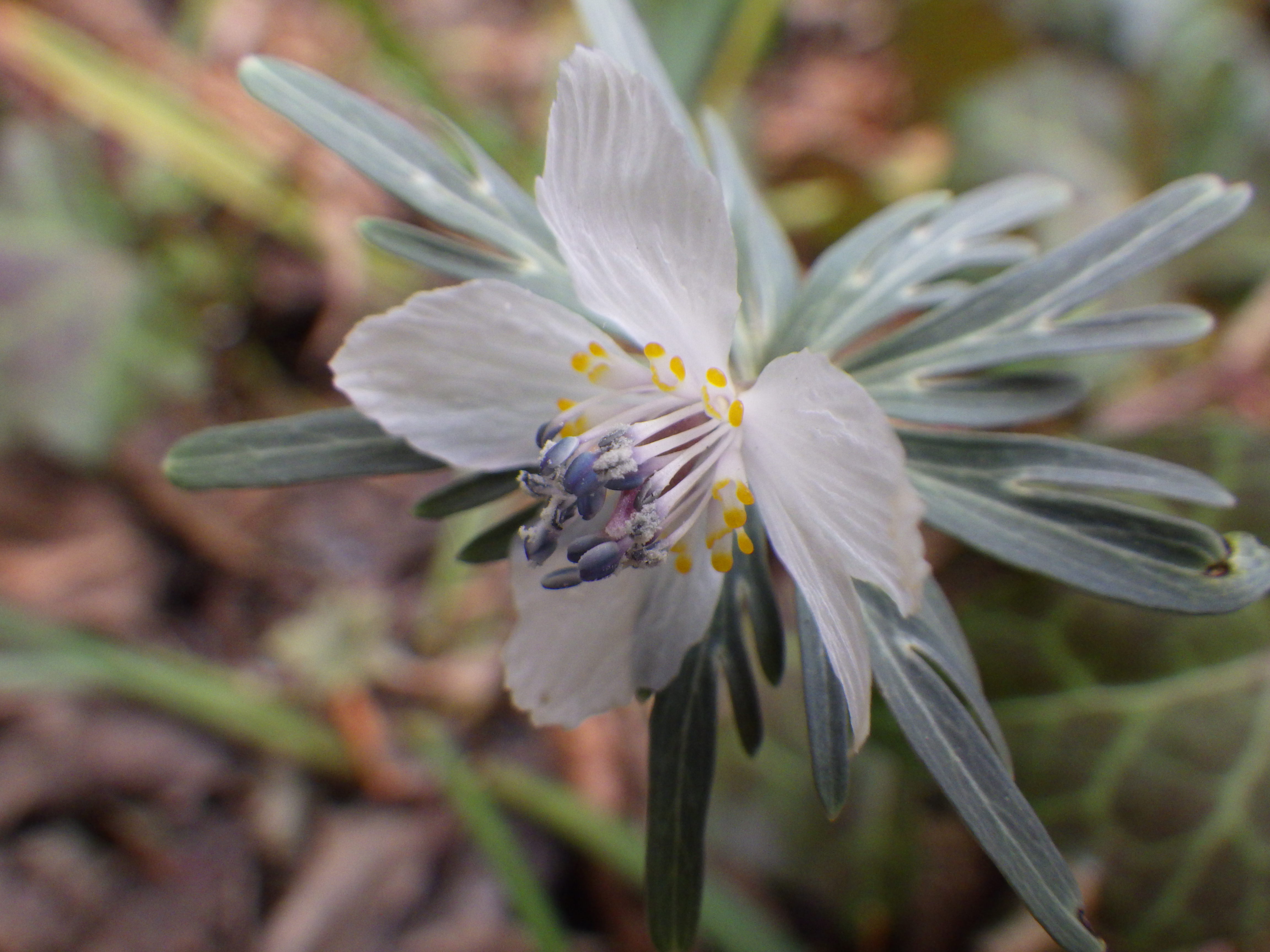 高尾山バリルートと早春の花 マウンテン ヴギさんの高尾山 陣馬山 景信山の活動データ Yamap ヤマップ