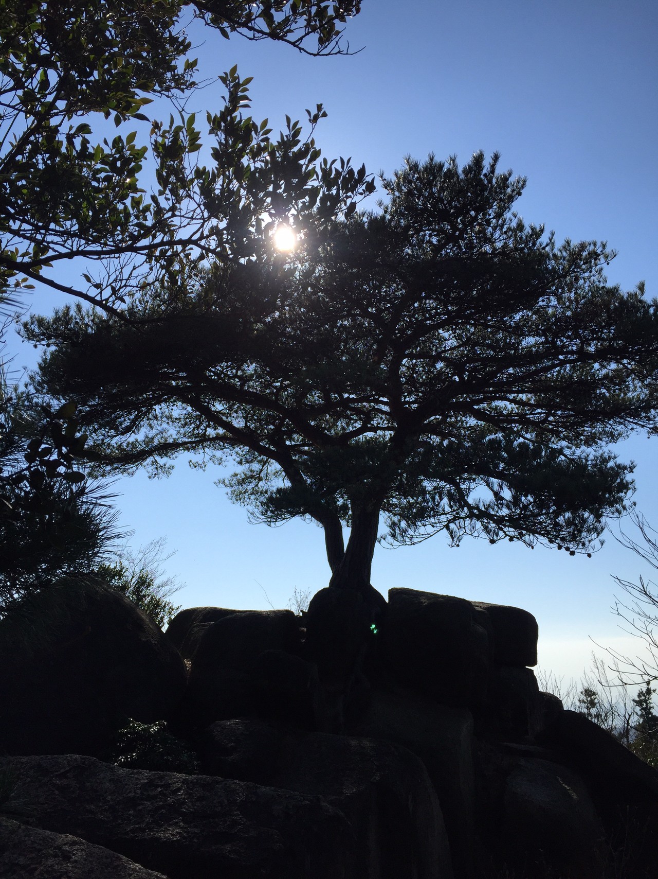 一本松の下でお昼ごはん 地獄谷 荒地山 七兵衛山 しばさんの六甲山 長峰山 摩耶山の活動データ Yamap ヤマップ