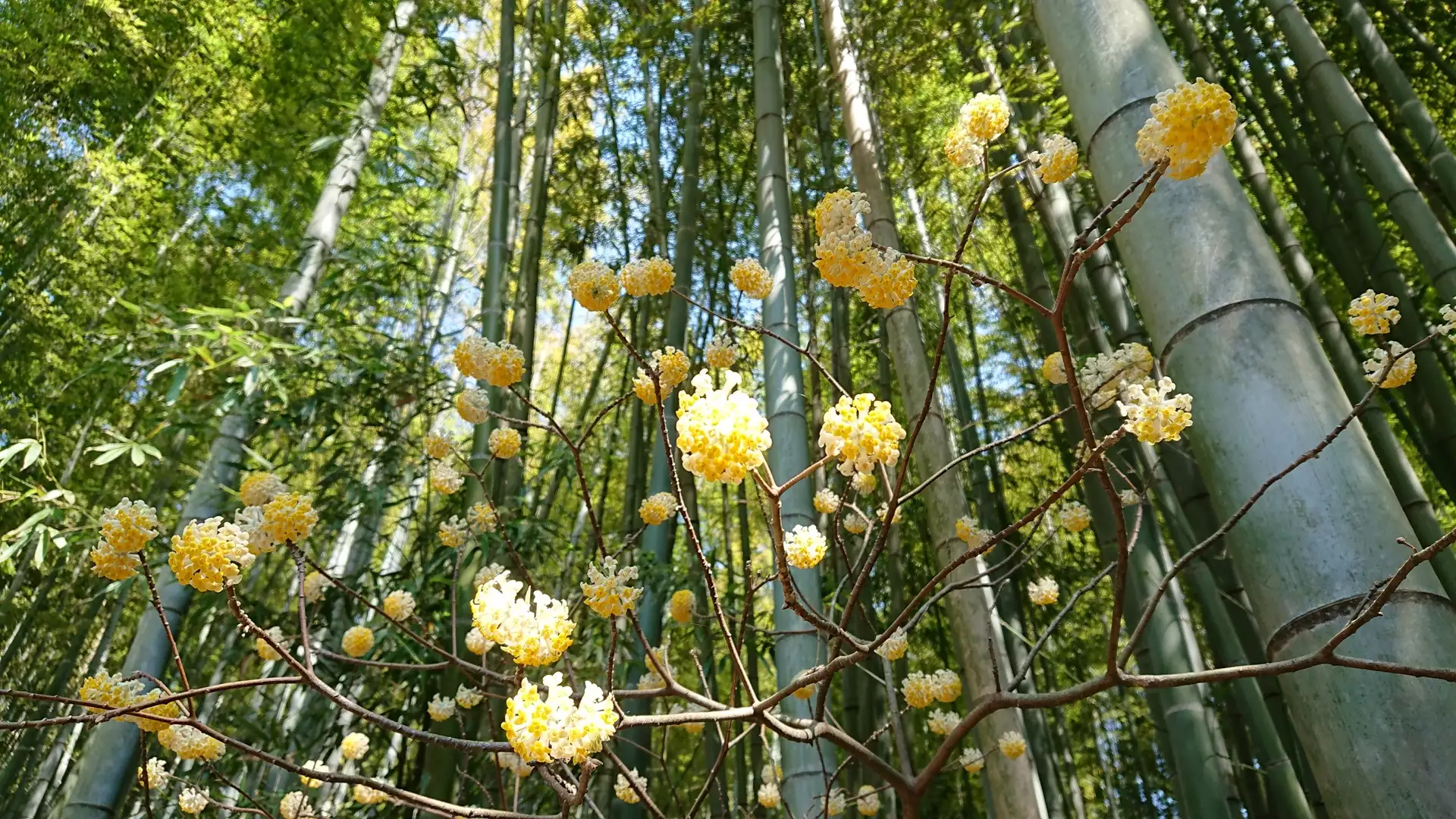 逗子から衣張山を越えて鎌倉へ 3月 contaさんの鎌倉アルプス 大平山 天台山 の活動日記 yamap ヤマップ