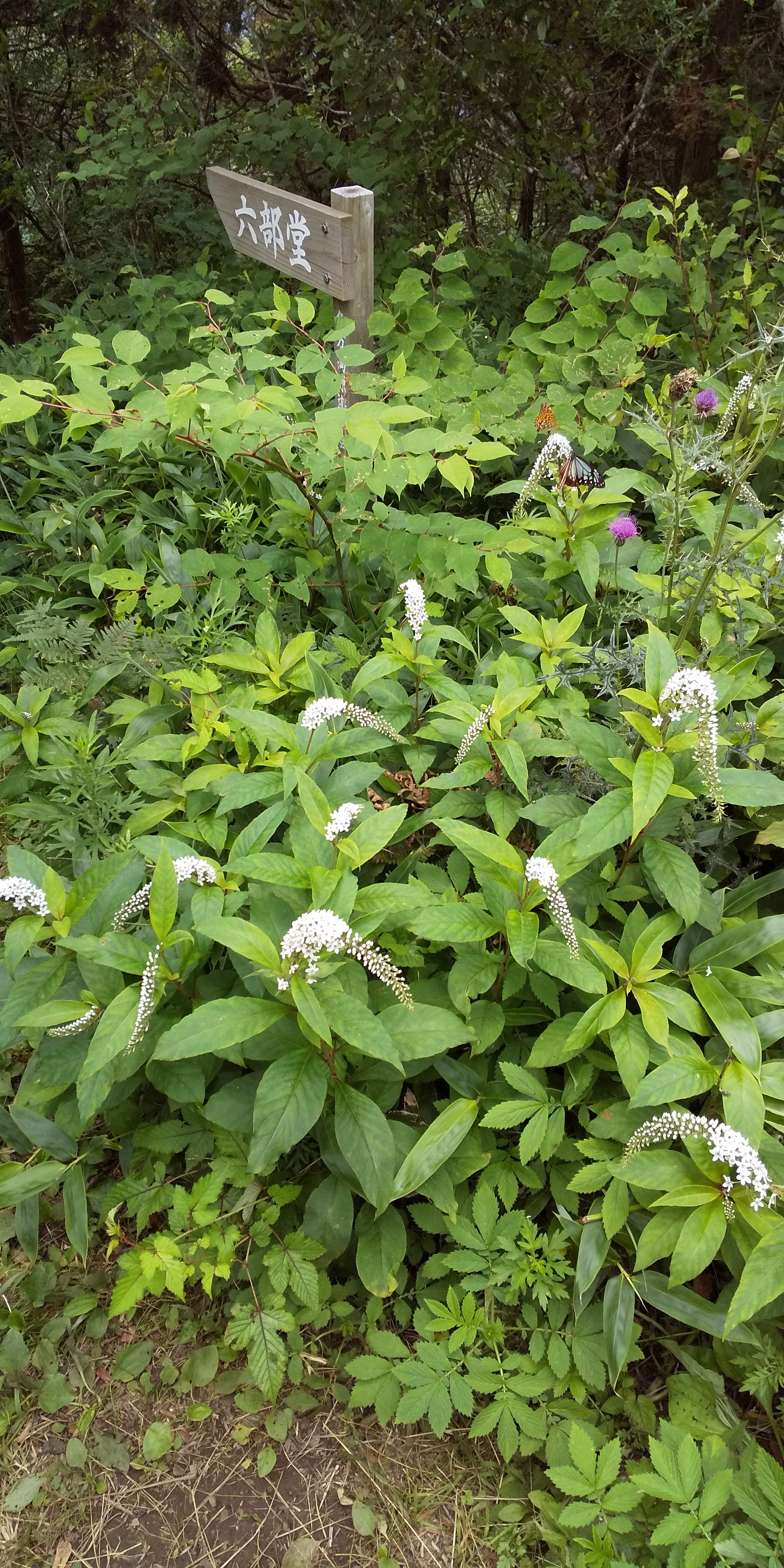 皿ヶ嶺 いっちゃんさんの皿ヶ嶺 梅ヶ谷山 うなめごの活動日記 Yamap ヤマップ