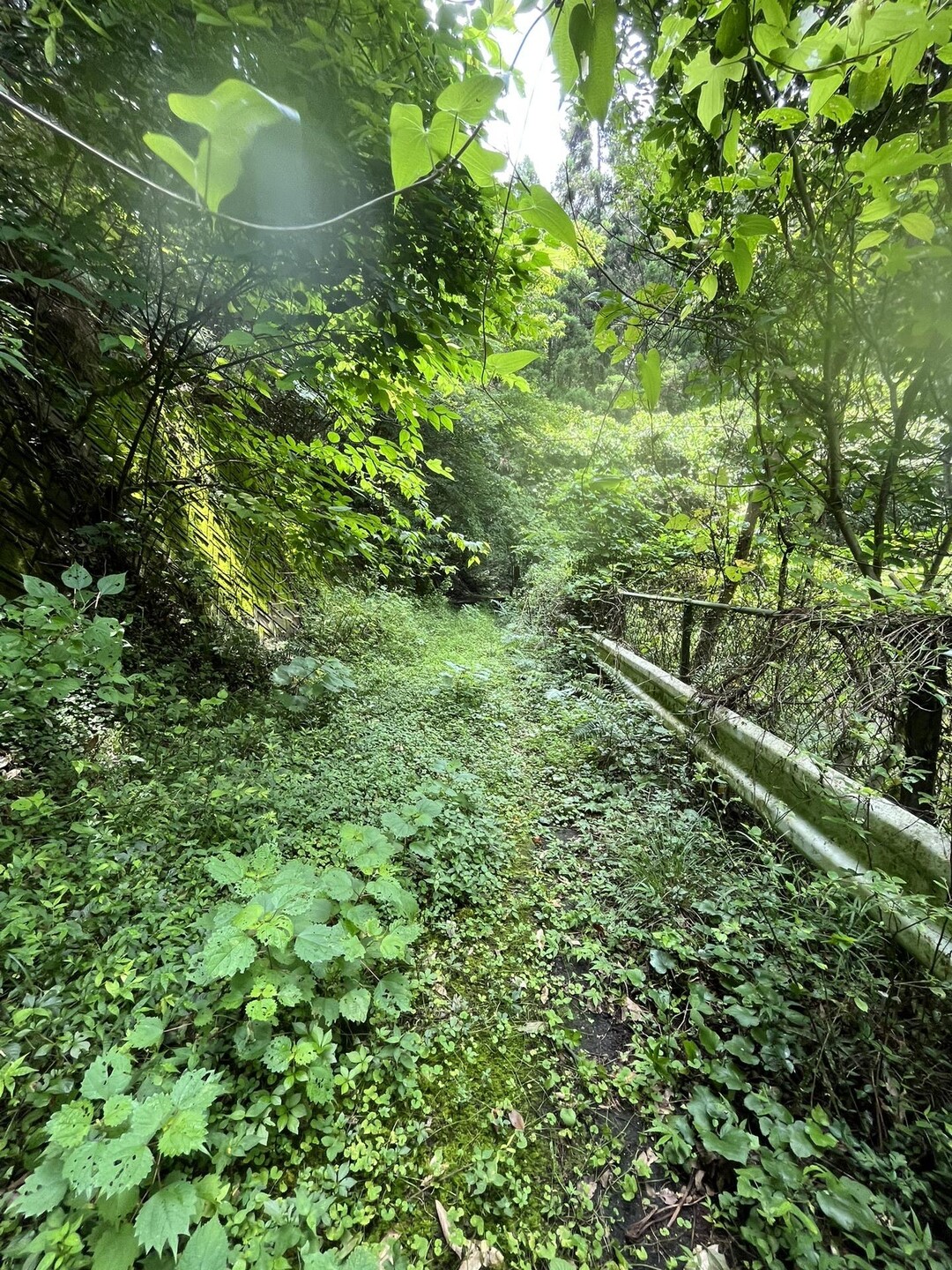 back-loop-to-mossybongo