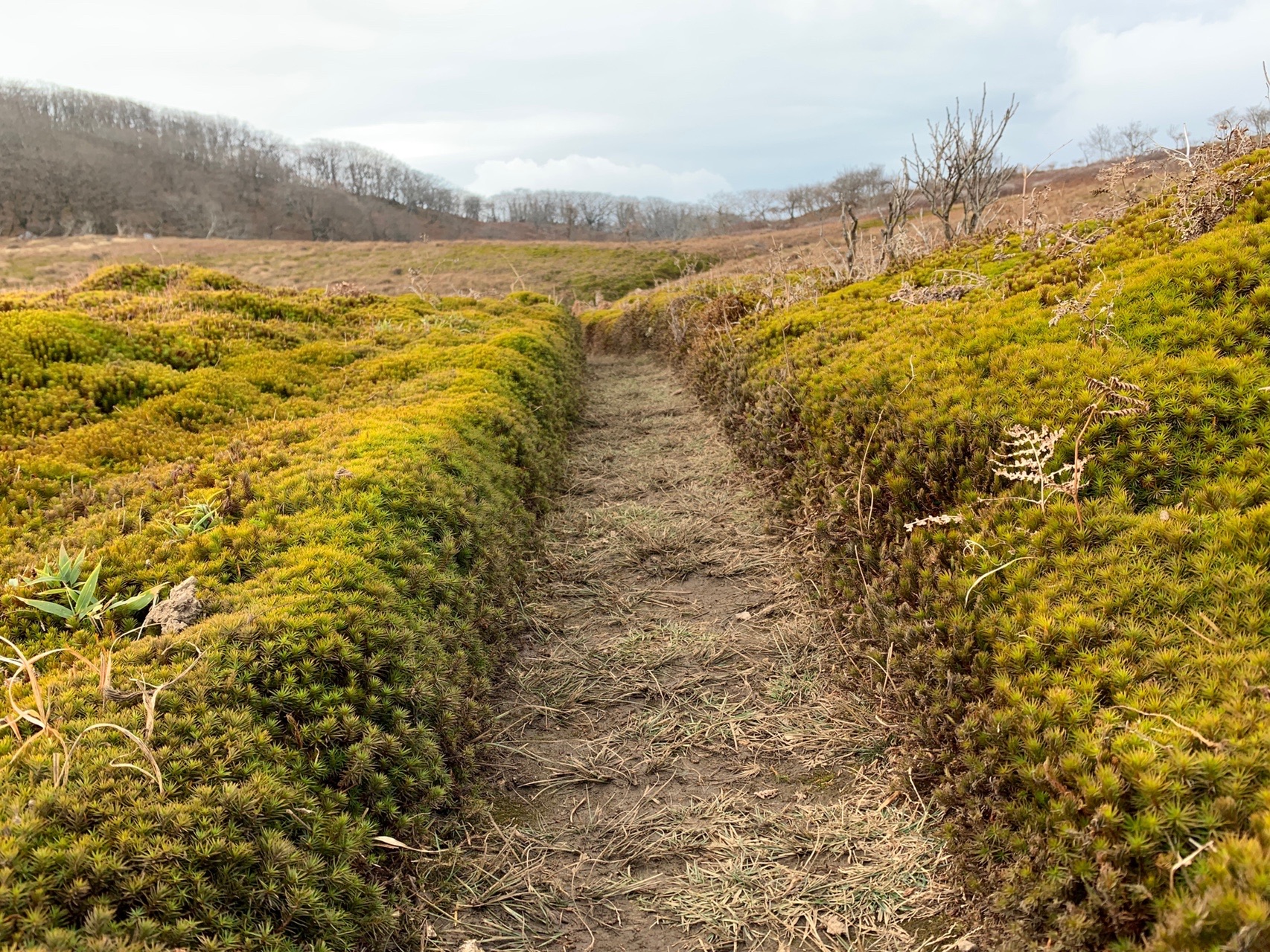 御池岳リベンジ 鈴北岳 鈴ヶ岳 日本庭園 ノリさんの藤原岳 御池岳の活動データ Yamap ヤマップ