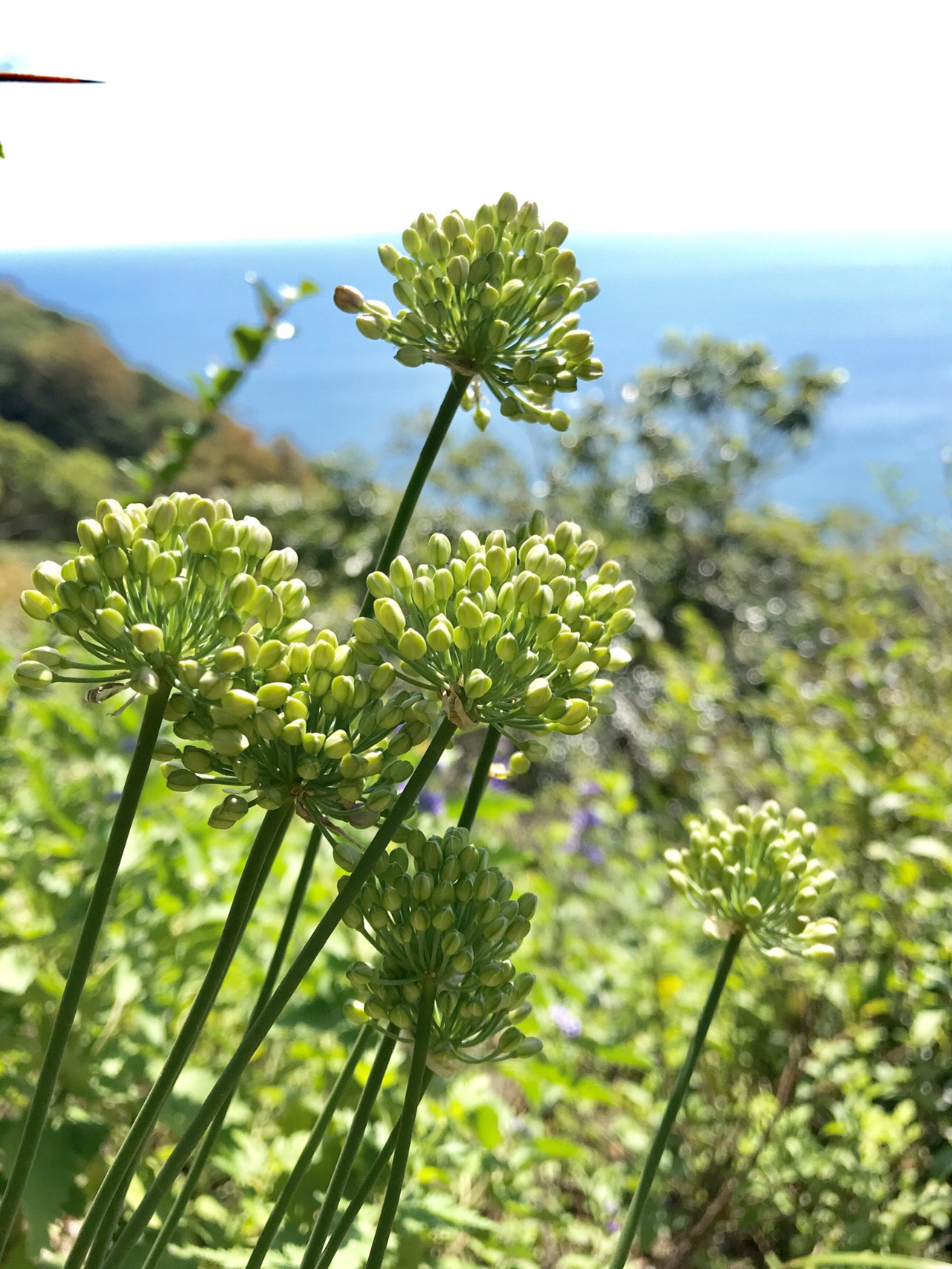ダンギクノオカ 平戸 志々岐山 Mayumiさんの平戸市 南エリアの活動日記 Yamap ヤマップ
