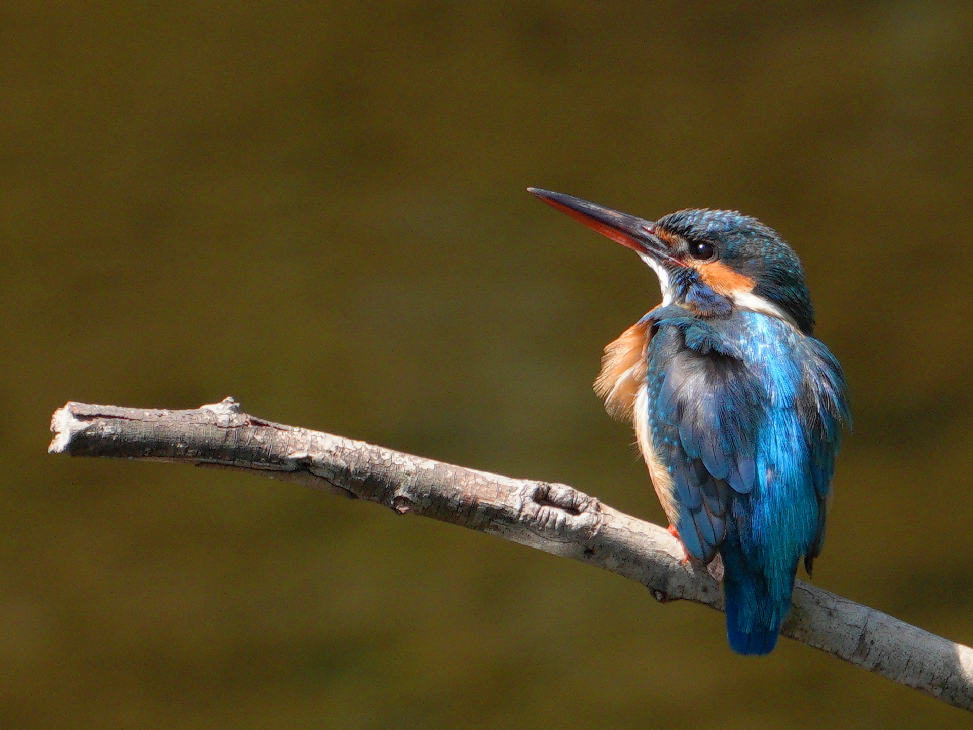 イタチ 210425 絶滅危惧種の「イタチ」: 大阪の自然情報