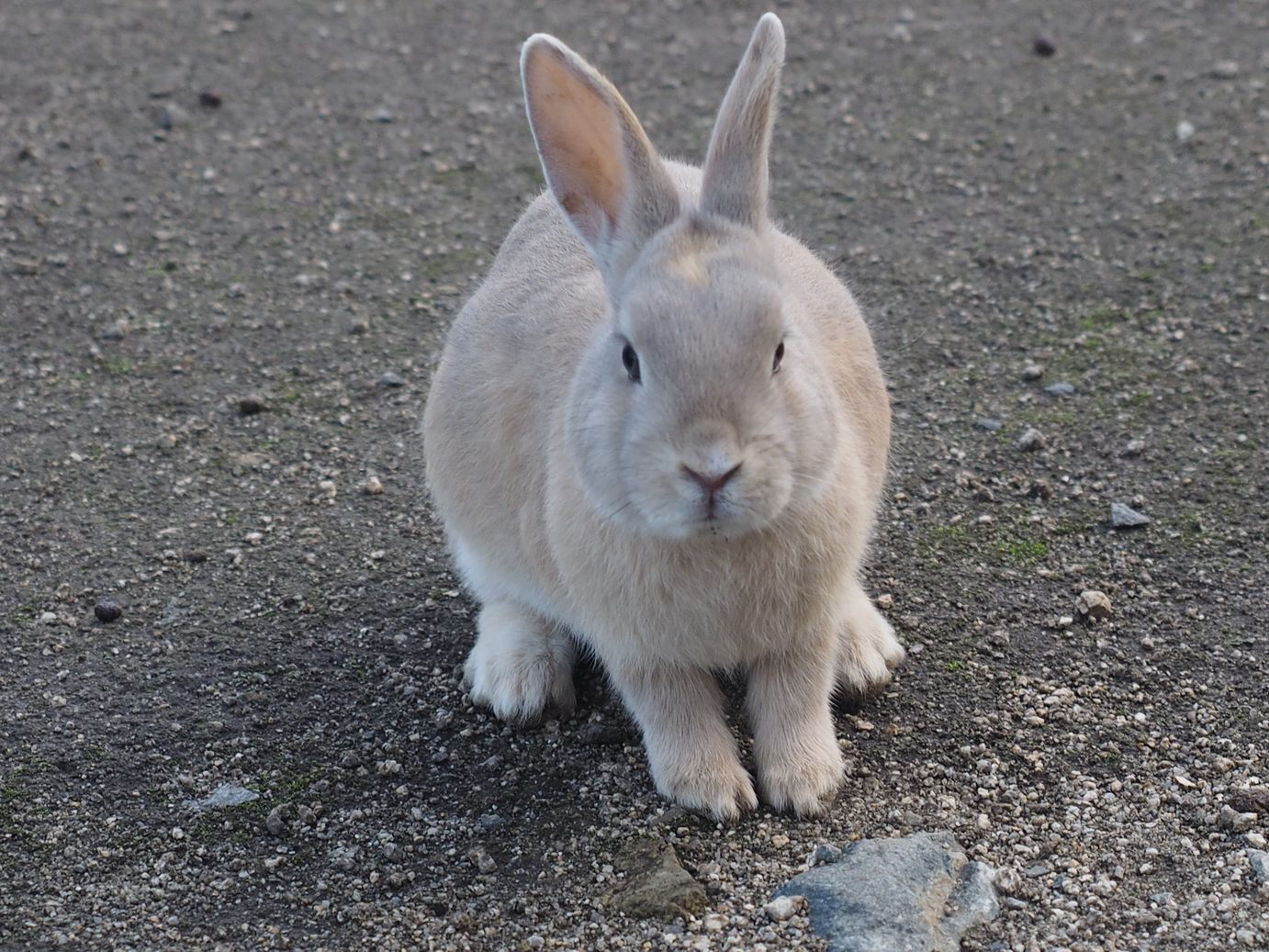 今話題のウサギ島 大久野島 にエサやりで癒される メカリッチさんの鷲ヶ頭山の活動データ Yamap ヤマップ