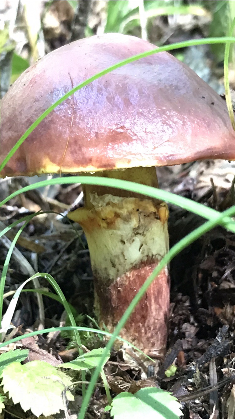 富士グランドキャニオンとキノコの旅 19 10 02 Sabo10さんの富士山の活動日記 Yamap ヤマップ