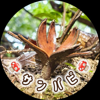 サンリーパピィ🍄