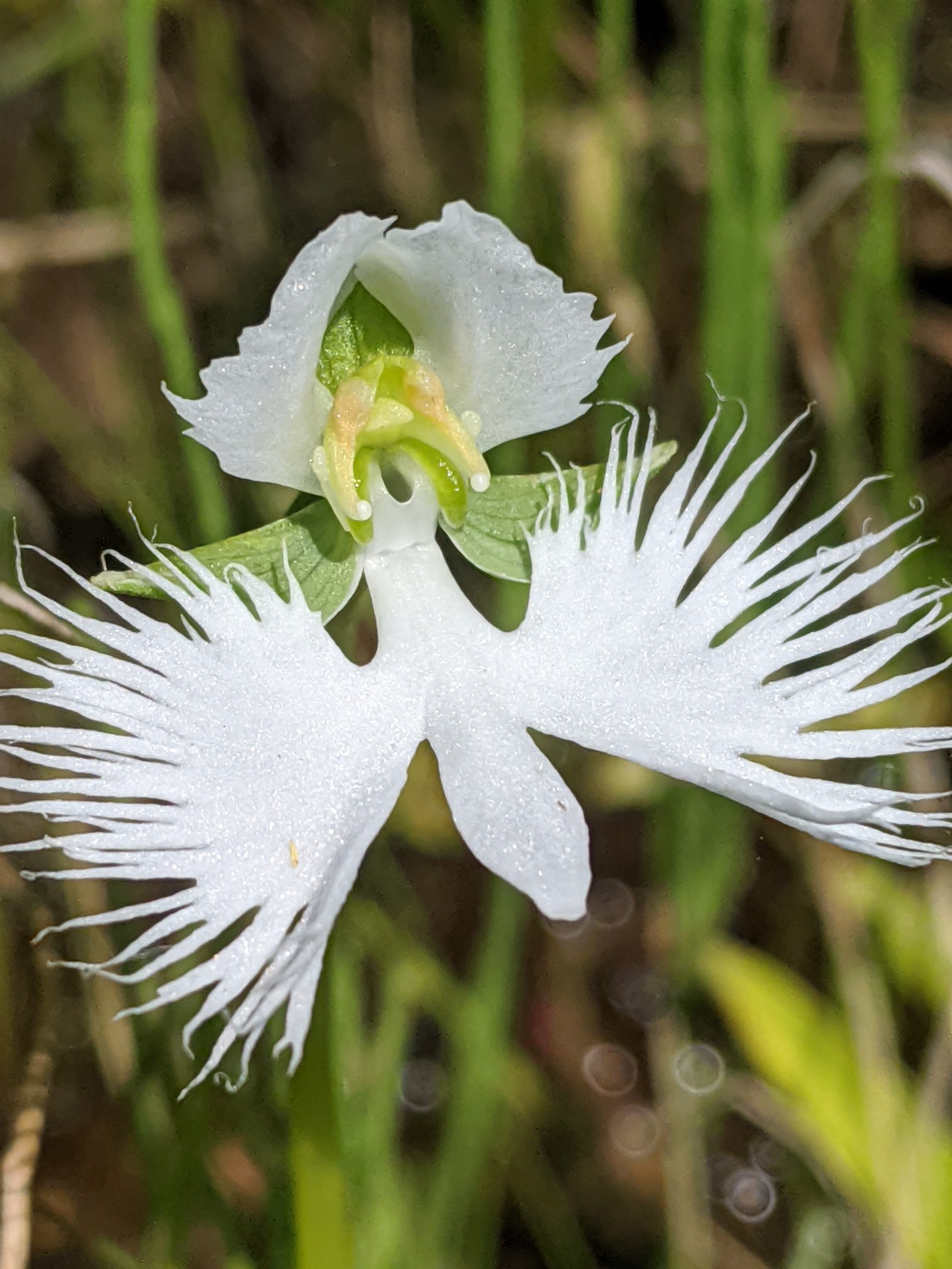 深入山のサギソウと初めての花園 サンカヨウさんの深入山の活動日記 Yamap ヤマップ