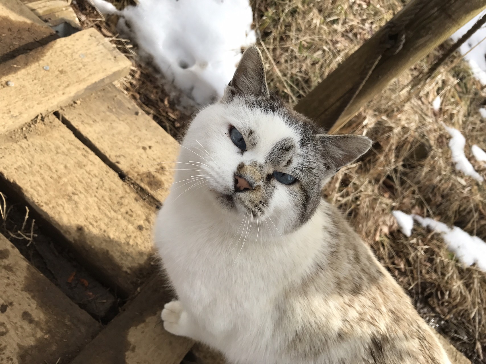 塔ノ岳 塔くんとチャンプさんと富士山 O Ikumi Monterosaさんの丹沢山の活動データ Yamap ヤマップ