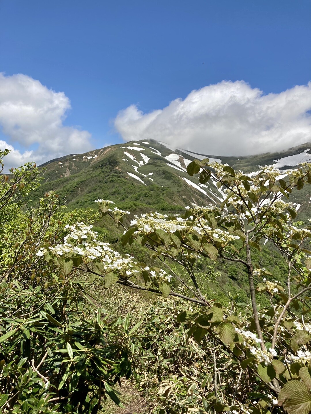 松手山 平標山 大源太山 仙ノ倉山 平標山 大源太山の写真25枚目 オオカメノキと平票山 Yamap ヤマップ