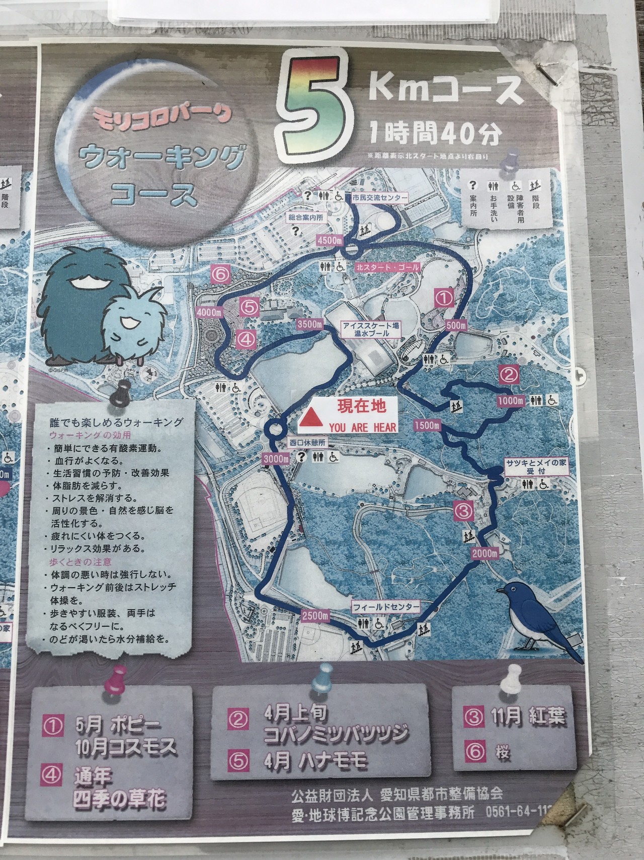 モリコロパークをお散歩 Ekokoさんの猿投山 物見山の活動日記 Yamap ヤマップ