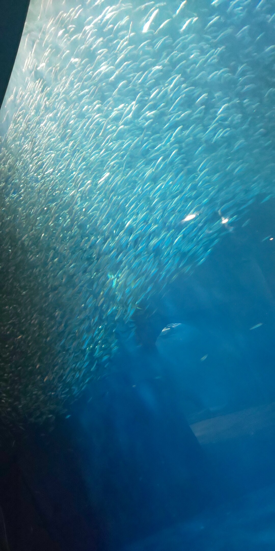 散歩っぷのつもりが 名古屋港水族館で癒される 笑 しゃるるんさんのウォーキングの活動日記 Yamap ヤマップ
