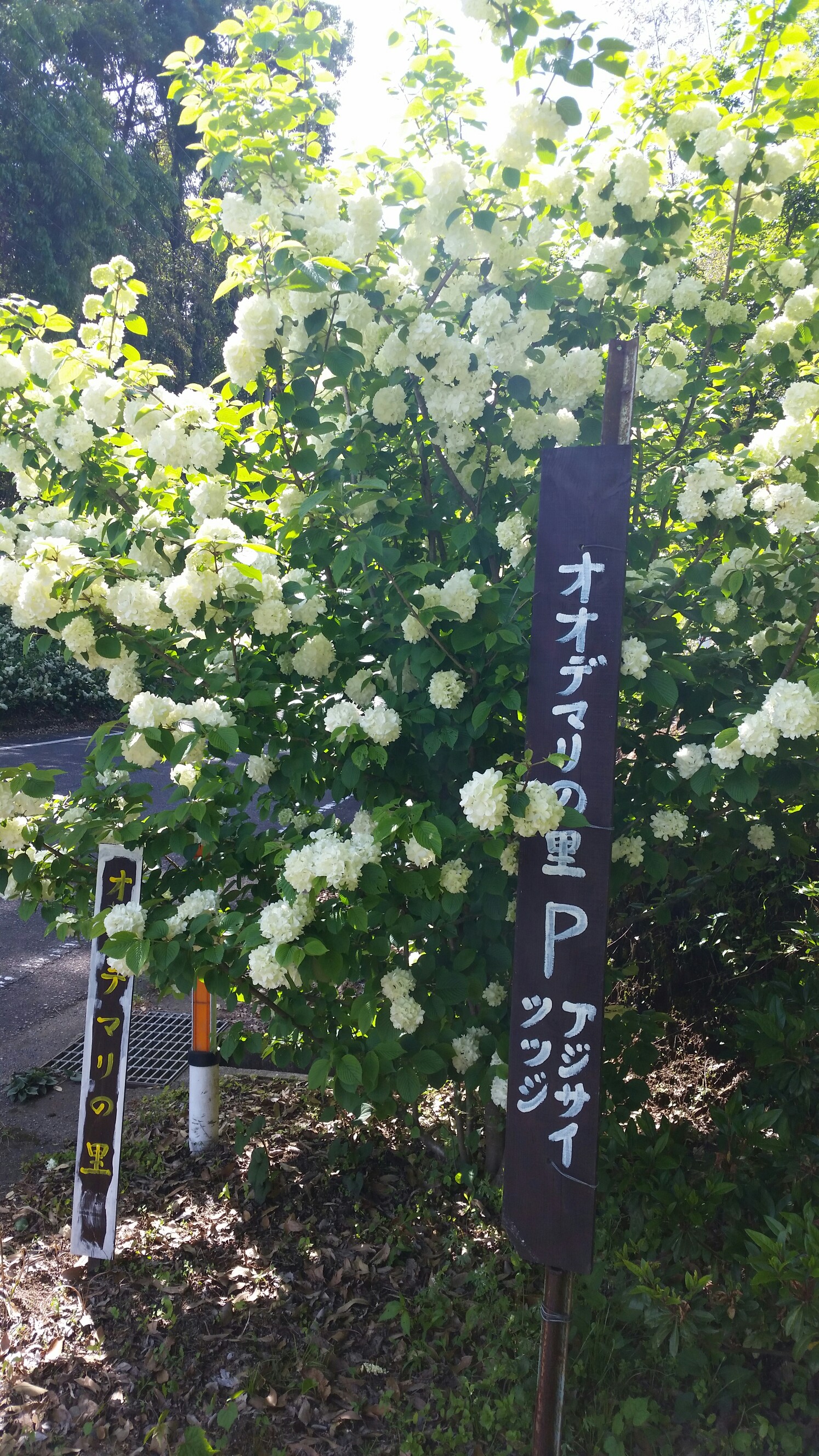 日向市美々津町のオオデマリの里に行ってき Red Headさんのモーメント Yamap ヤマップ