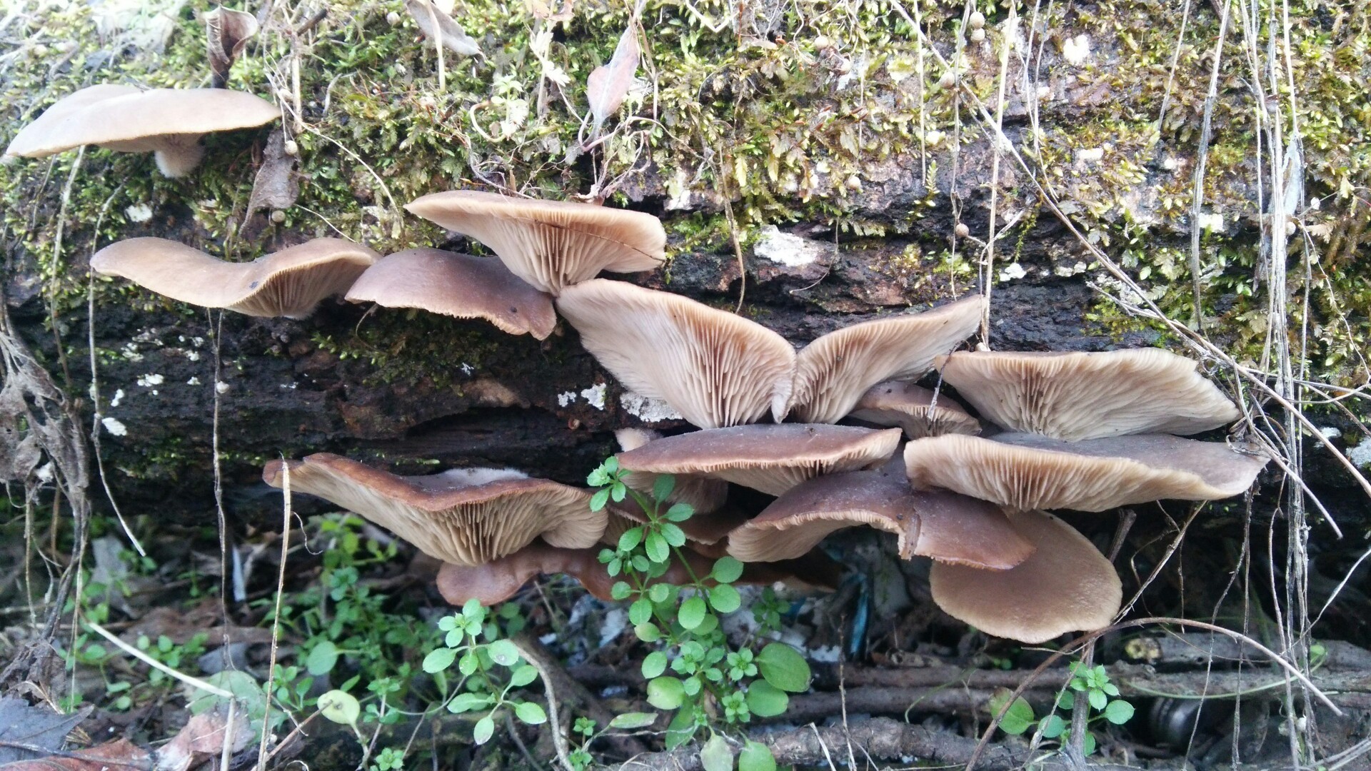 河川敷の冬キノコ きの子さんの松本市の活動データ Yamap ヤマップ