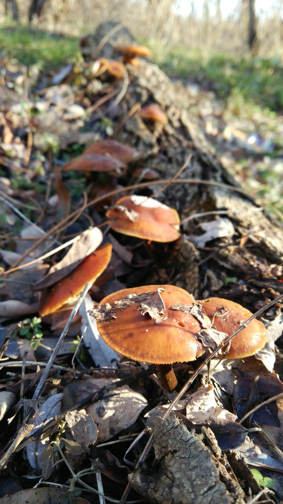 河川敷の冬キノコ きの子さんの松本市の活動日記 Yamap ヤマップ