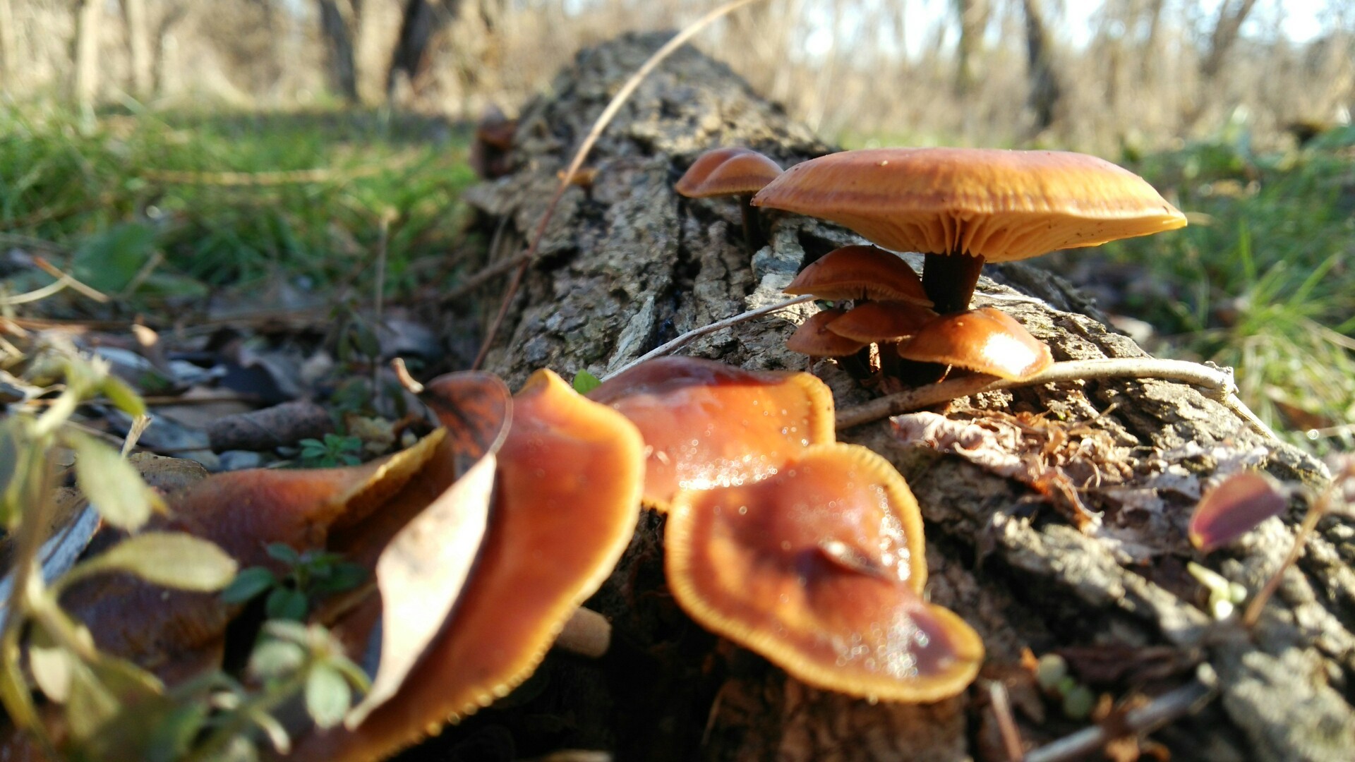 河川敷の冬キノコ きの子さんの松本市の活動日記 Yamap ヤマップ