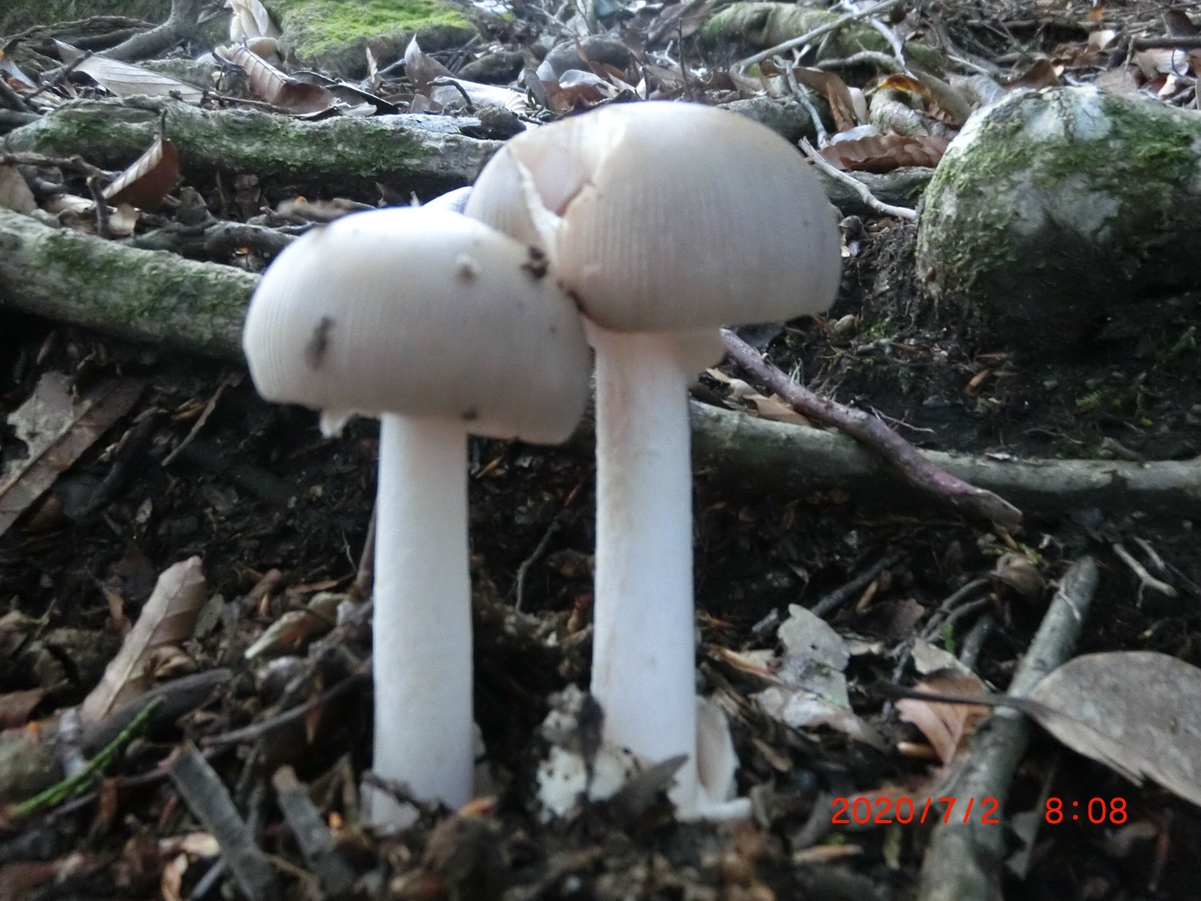 時間が許す限りの縦走 ももさんの宝満山 三郡山 若杉山の活動データ Yamap ヤマップ