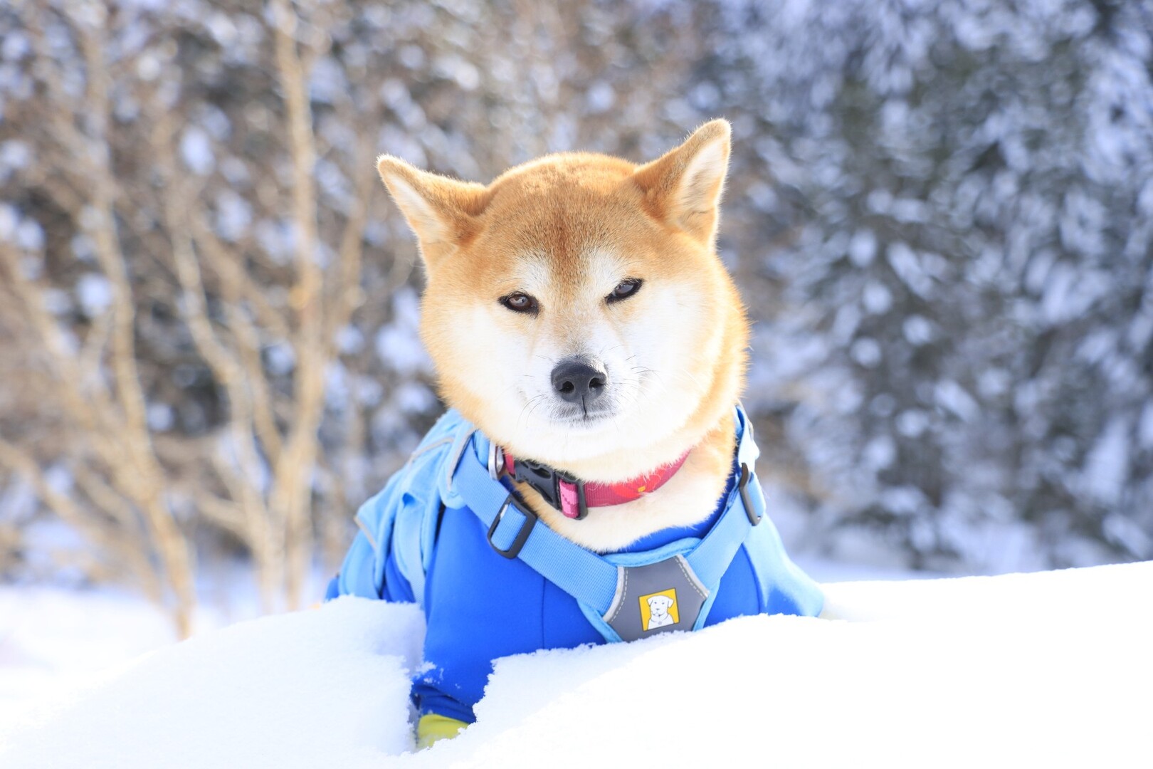 こういちと柴犬れもんがフォローしているユーザー一覧 Yamap ヤマップ