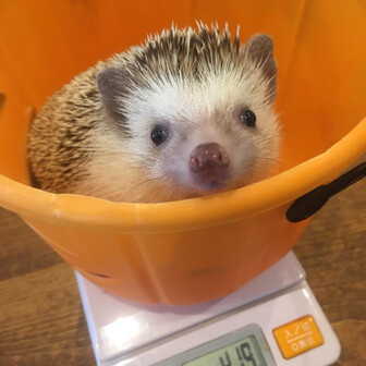 ハリネズミ　おおさか