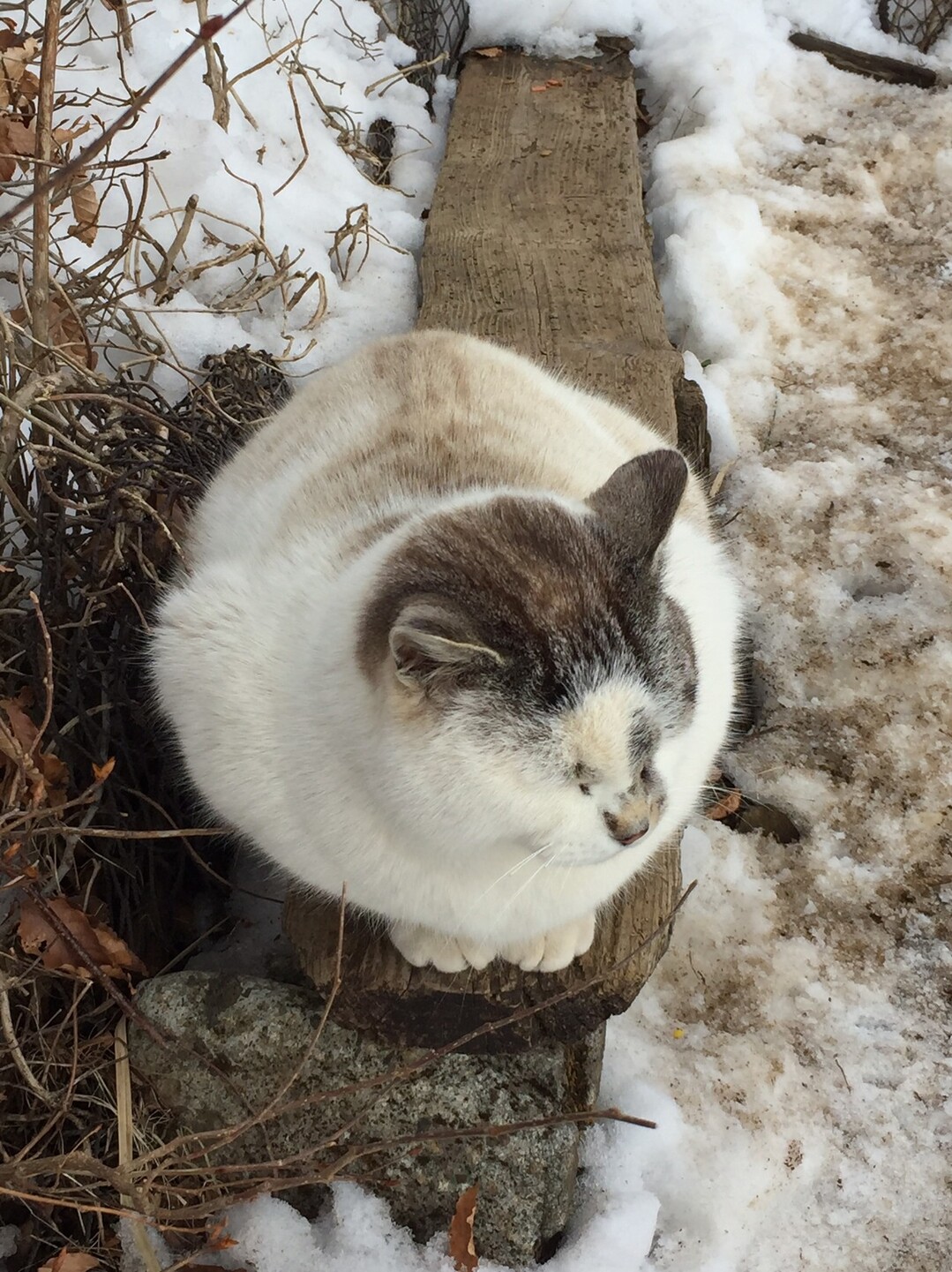 丹沢塔ノ岳 バカ尾根ピストン 猫たんに会えた ちきさんの丹沢山の活動データ Yamap ヤマップ