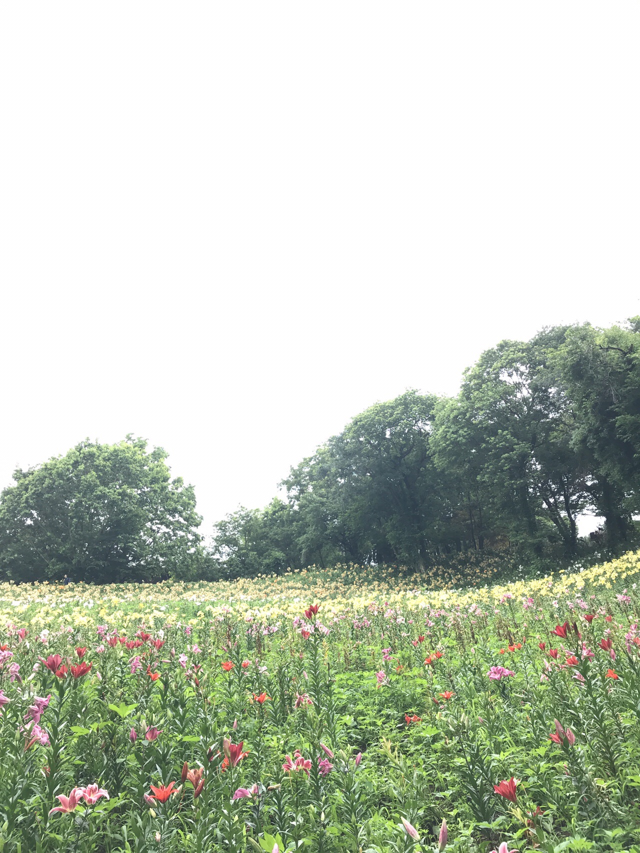 狭山不動尊 山口観音 所沢ゆり園 のりぞうさんの国分寺市の活動日記 Yamap ヤマップ