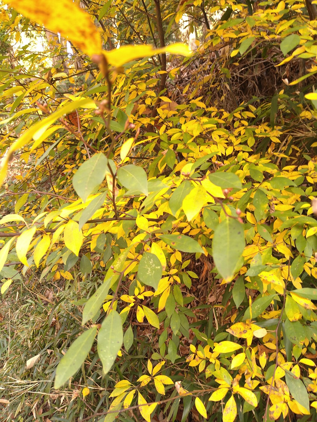神山をきく 奈良 世界遺産 春日山原始林さんぽ 秋の彩編 / 奈良市（東エリア）の写真9枚目 YAMAP / ヤマップ