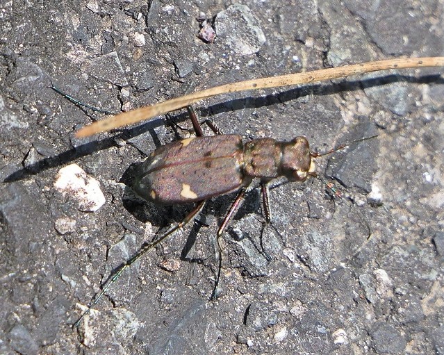 有漢農村公園 有漢町東部 権現山 国蝶オオムラサキ Denaliさんの備中松山城の活動日記 Yamap ヤマップ