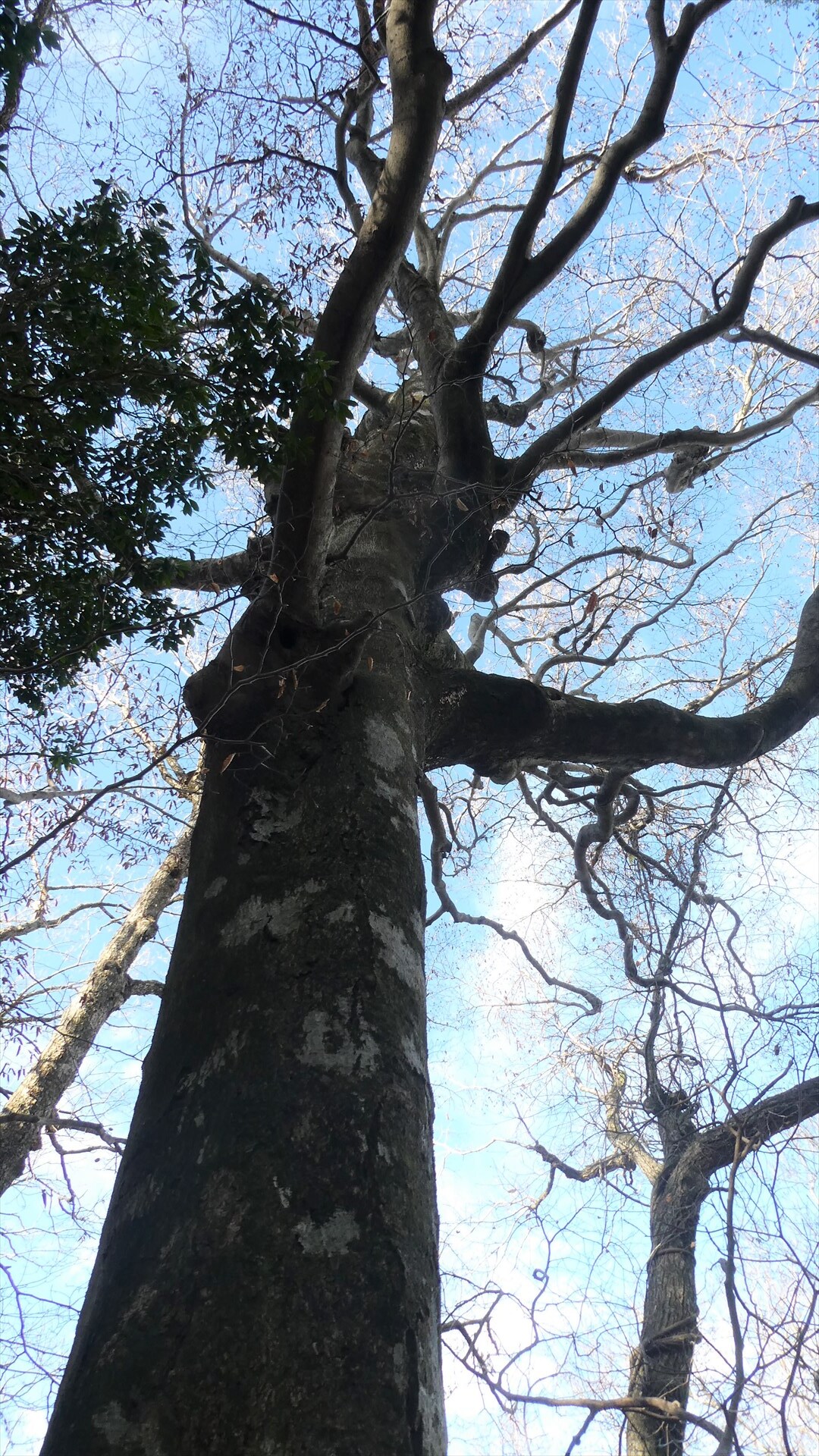 緩木山は緩くなかった 緩木神社そばの登山口から越敷岳 長尾山 緩木山 11 19 田園風景さんの祖母山の活動日記 Yamap ヤマップ