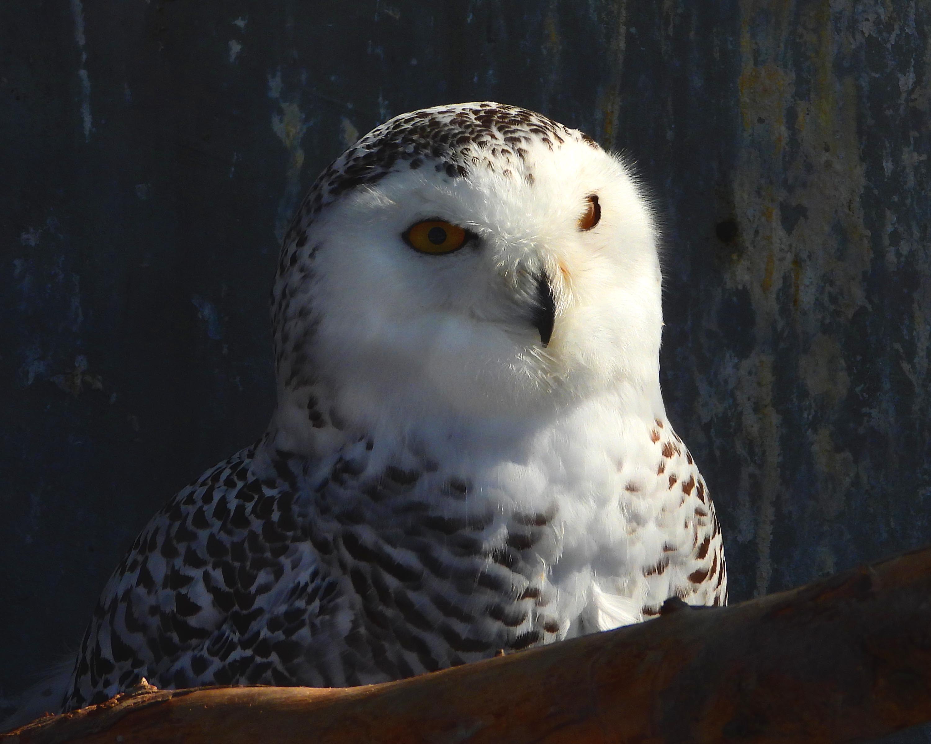 ペンギン散歩 旭山でソリ滑り Pon 夫 連れ 妻 さんの旭川市の活動日記 Yamap ヤマップ