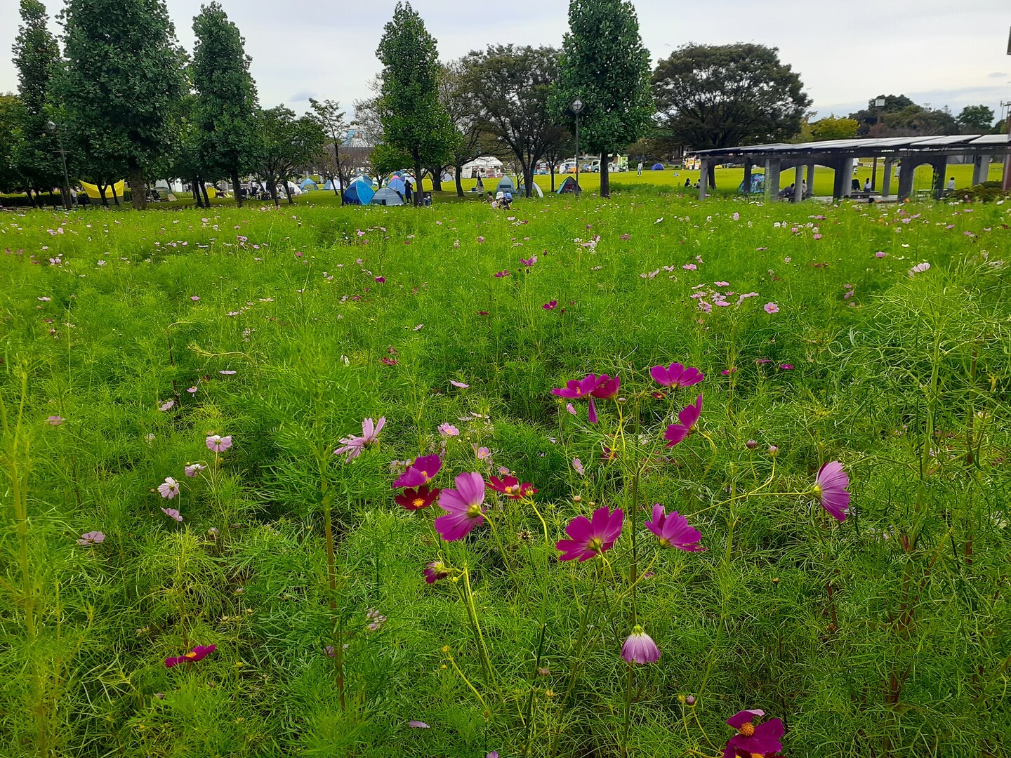 国営木曽三川公園 多度山からの帰宅途中に たくさんのモーメント Yamap ヤマップ