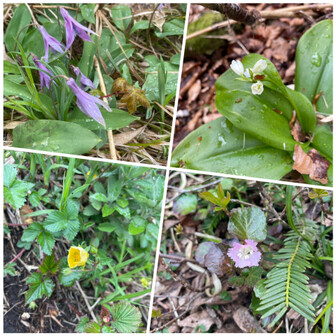 経ヶ岳・法恩寺山 お花たち2