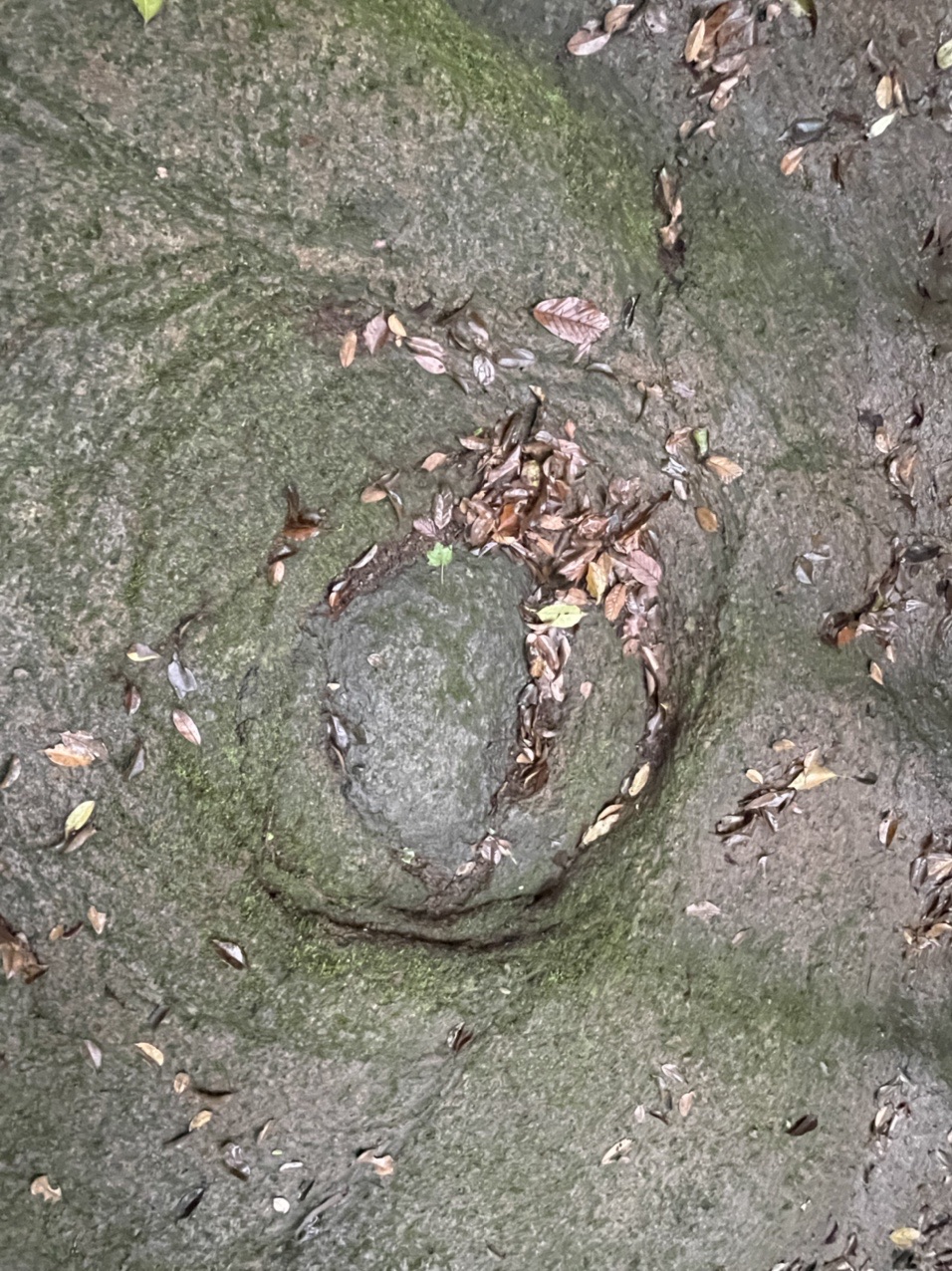 この中に硬い岩があって浮き出る感じに見えます。