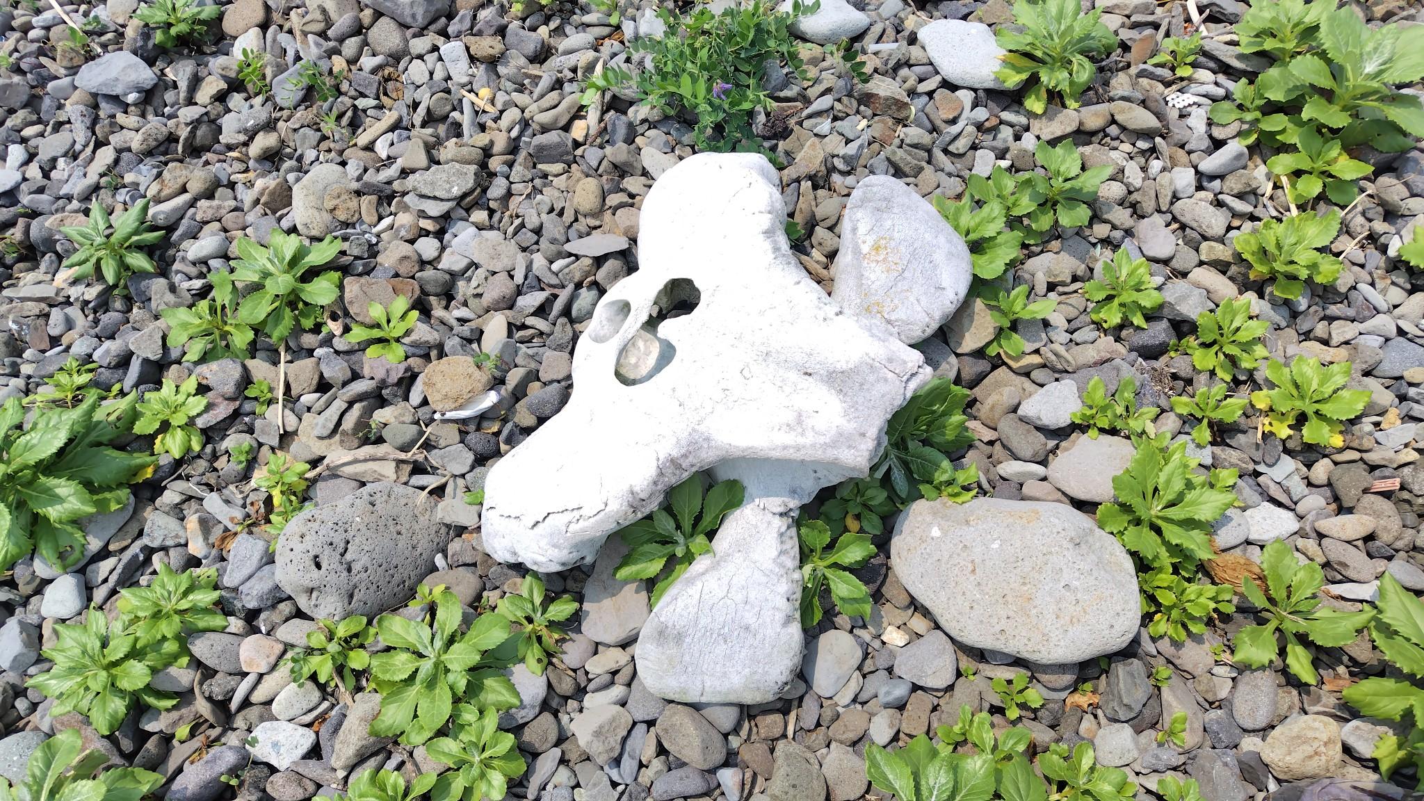 ミンククジラの背骨。数年前に岬の先端部に打ちあがったミンククジラのものが流れ着いて移動してきたとのことです。
けっこう大きくて、重いです。