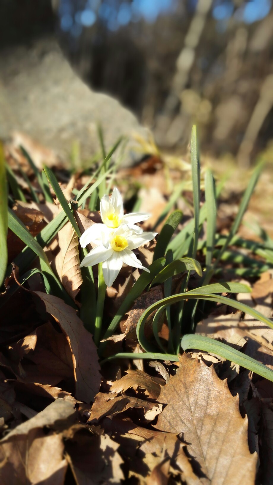 森のさんぽ道へ あさみんさんの川越市の活動データ Yamap ヤマップ