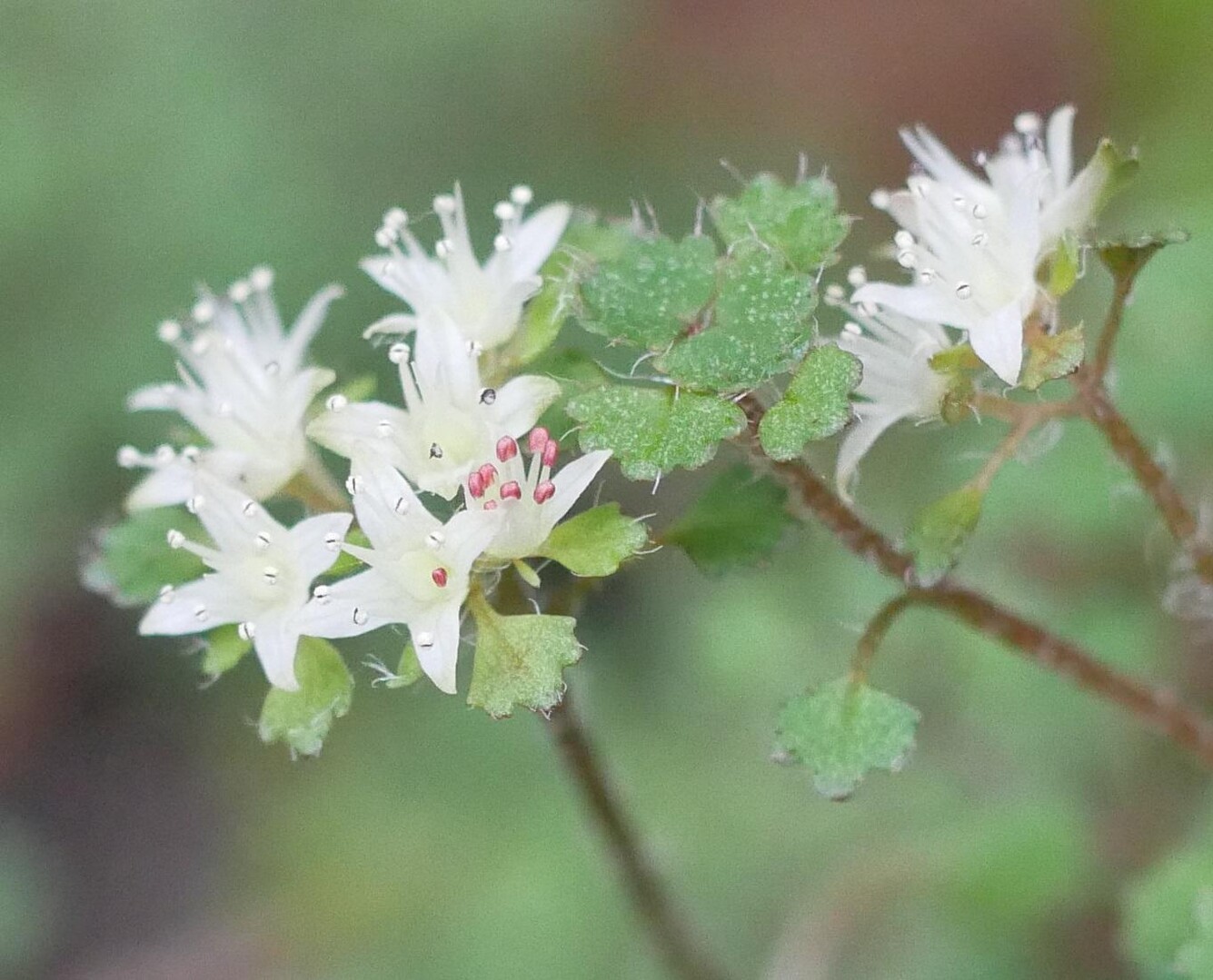 北山(岐阜県)またもや登頂できず。西洞林道サイクリングに！ / 百日紅さんの北山(岐阜県)の活動データ YAMAP / ヤマップ