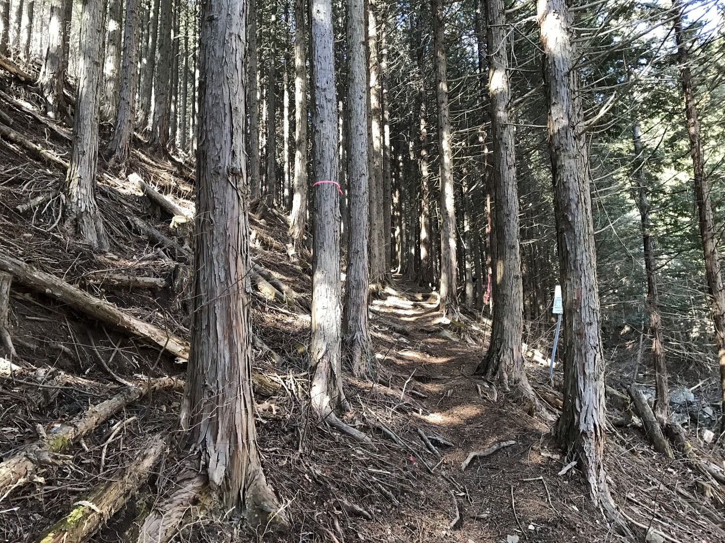 達沢山 立沢林道入口 登山口 達沢山 立沢林道入口 たいよーさんの達沢山 蜂城山 茶臼山の活動日記 Yamap ヤマップ