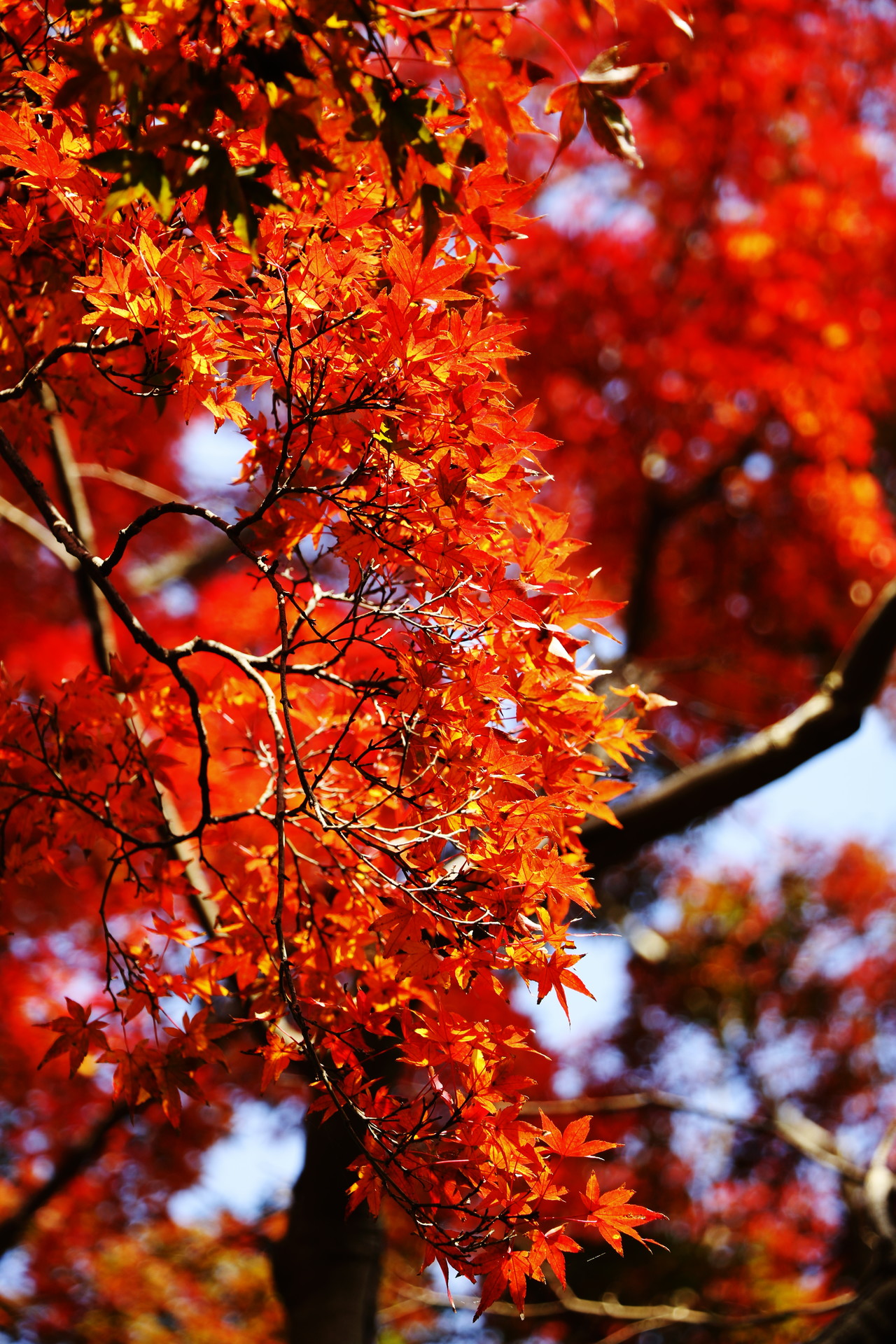 紅葉の鎌倉アルプス 天園ハイキングコースと獅子舞の紅葉 ずんさんの鎌倉アルプス 大平山 天台山 の活動データ Yamap ヤマップ