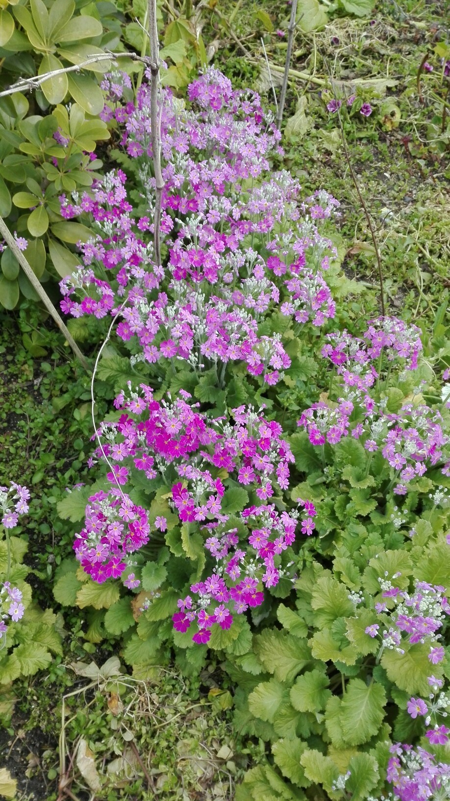匂うぞ 匂うぞ 春だ 春だ 花がドンドン咲き出した Momokeroさんの呉娑々宇山 高尾山 広島県 日浦山の活動日記 Yamap ヤマップ