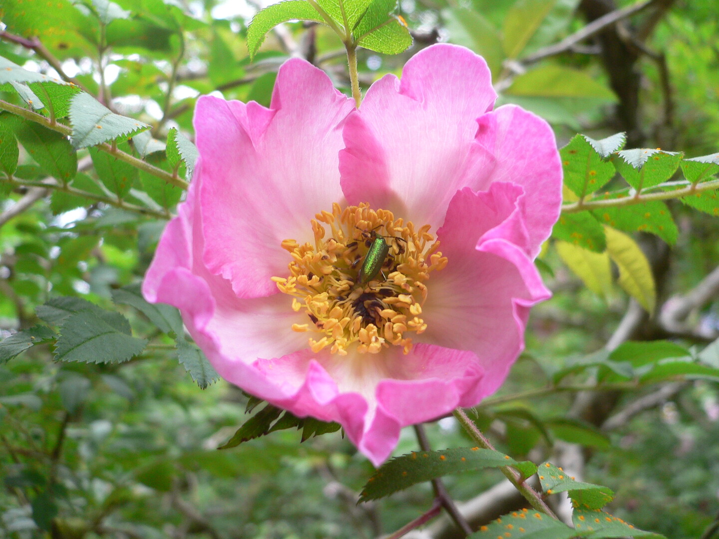 不老山 夫婦登山13 八重桐の池から周回 Quechuaさんの三国山の活動日記 Yamap ヤマップ