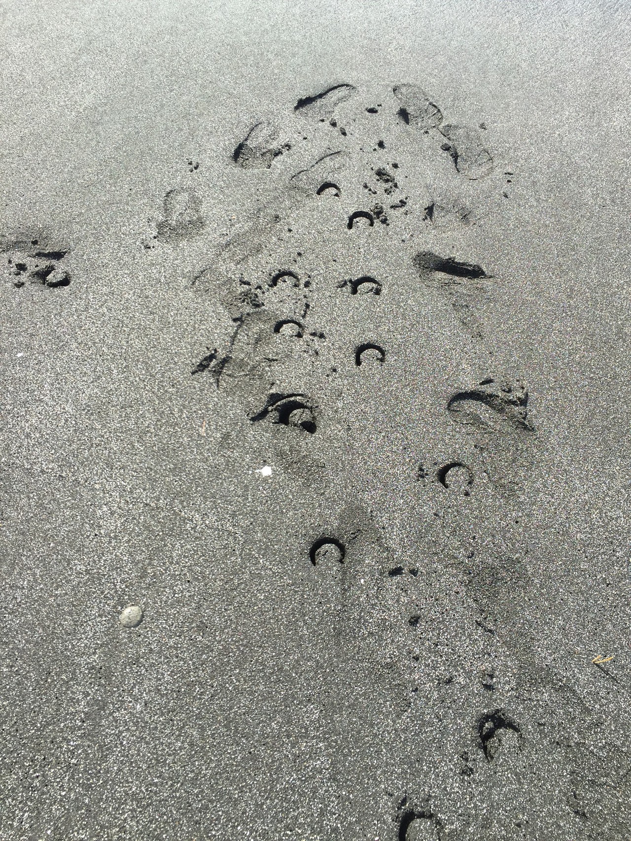 父島のブタ海岸 ほりさんの父島 小笠原諸島 の活動データ Yamap ヤマップ