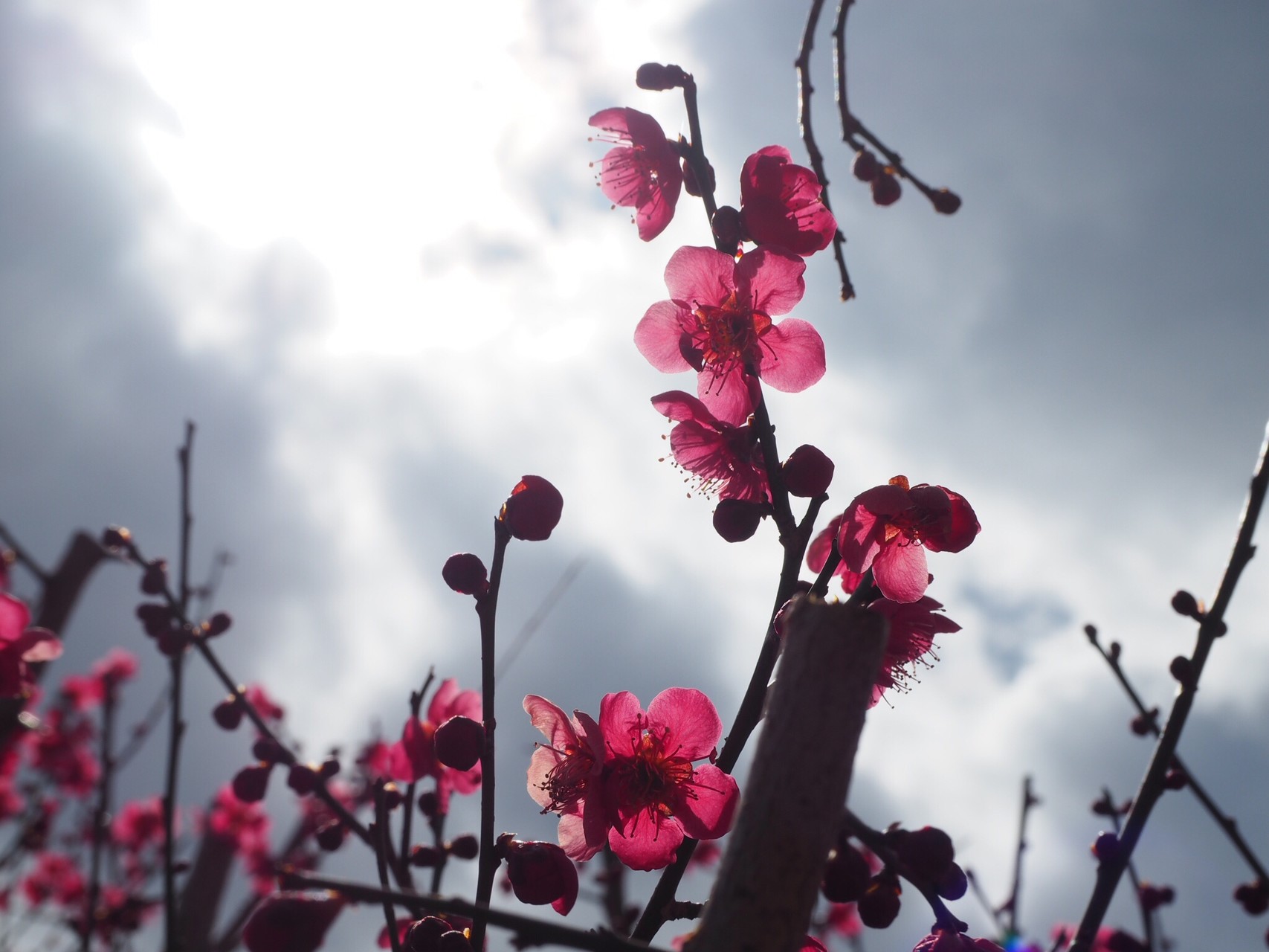 妊婦と行く宝登山梅園 いずさんの宝登山 長瀞アルプス 不動山 陣見山 鐘撞堂山の活動データ Yamap ヤマップ