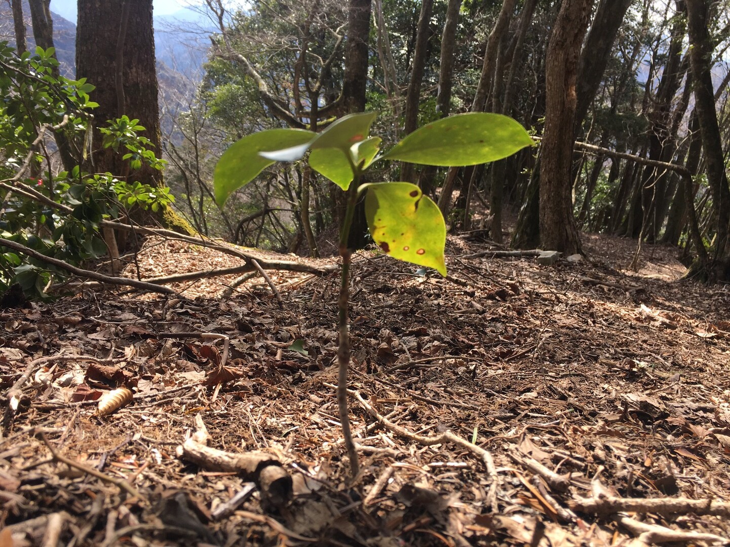 裏英彦山道に誘われて さきむらさんの英彦山の活動日記 Yamap ヤマップ