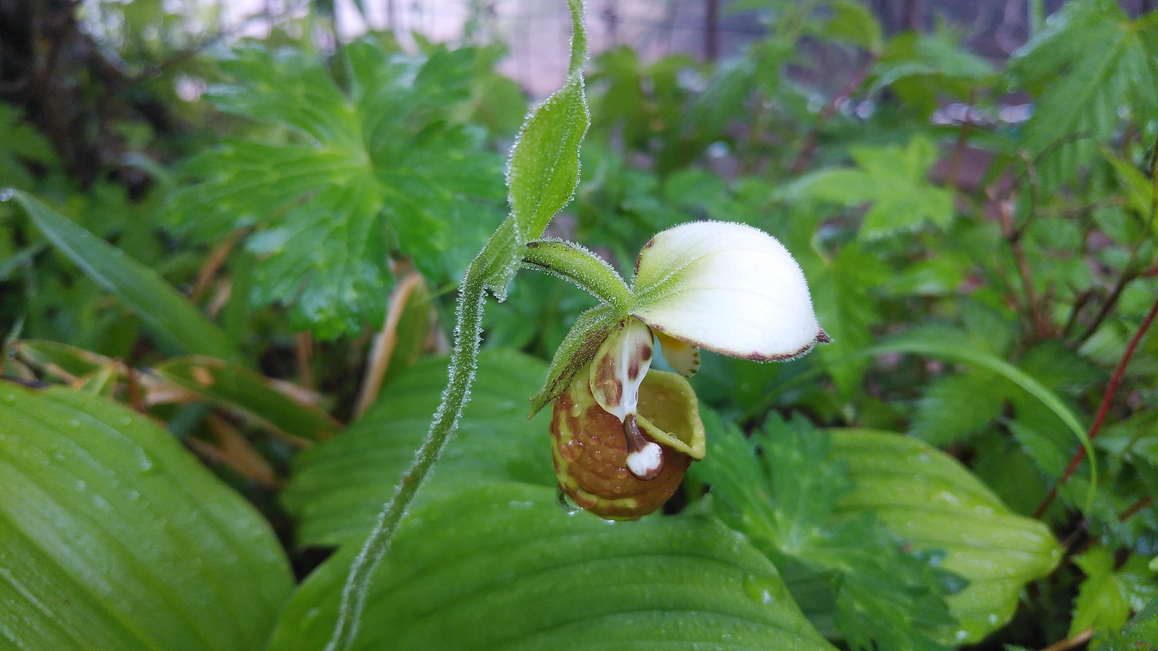 三つ峠・アツモリソウは網の中 / ナベやんさんの三ッ峠山・本社ヶ丸