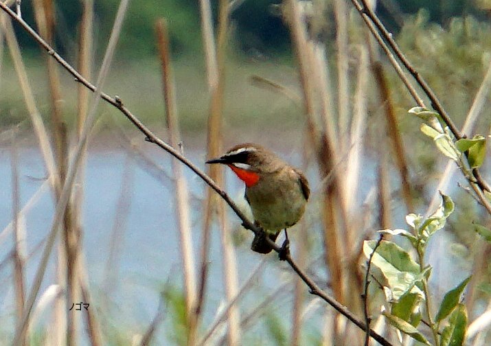 石狩はまなすの丘でバードウォッチング Isaさんの札幌市の活動データ Yamap ヤマップ