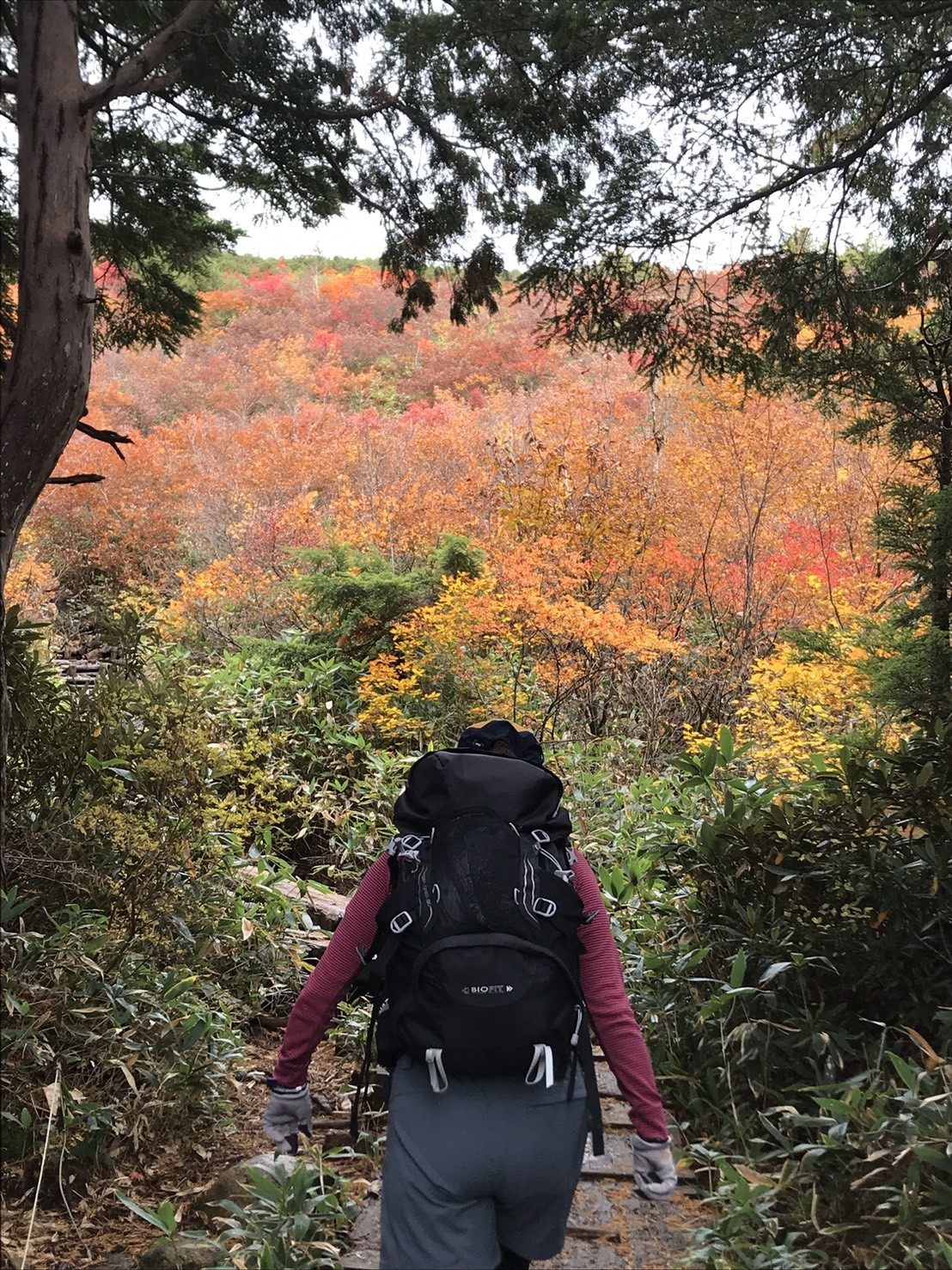 紅葉 尾瀬ハイキング 至仏山 Oto Fさんの尾瀬 燧ヶ岳の活動データ Yamap ヤマップ
